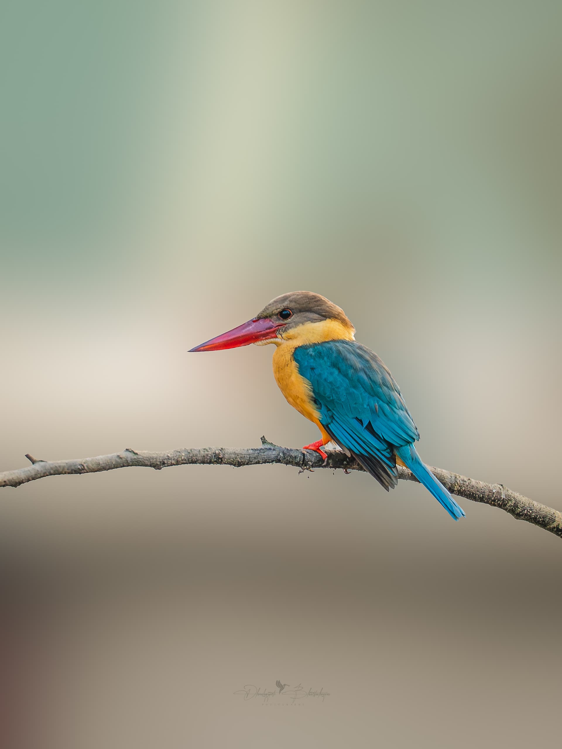 The Rarest Bird in Agartala: a Global Story of Birds Disappearing in Plain Sight
