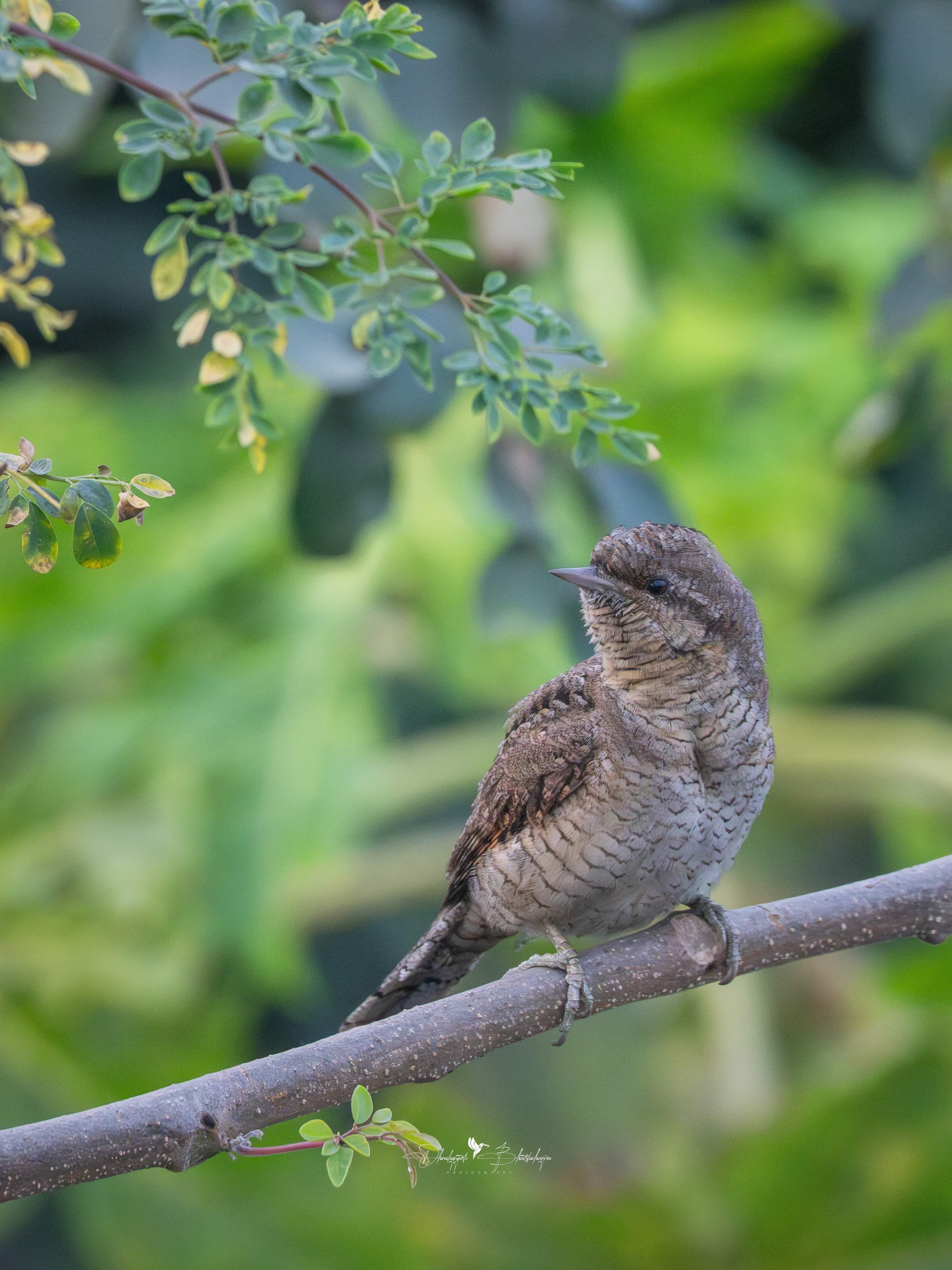Eurasian Wryneck camouflaged against bark