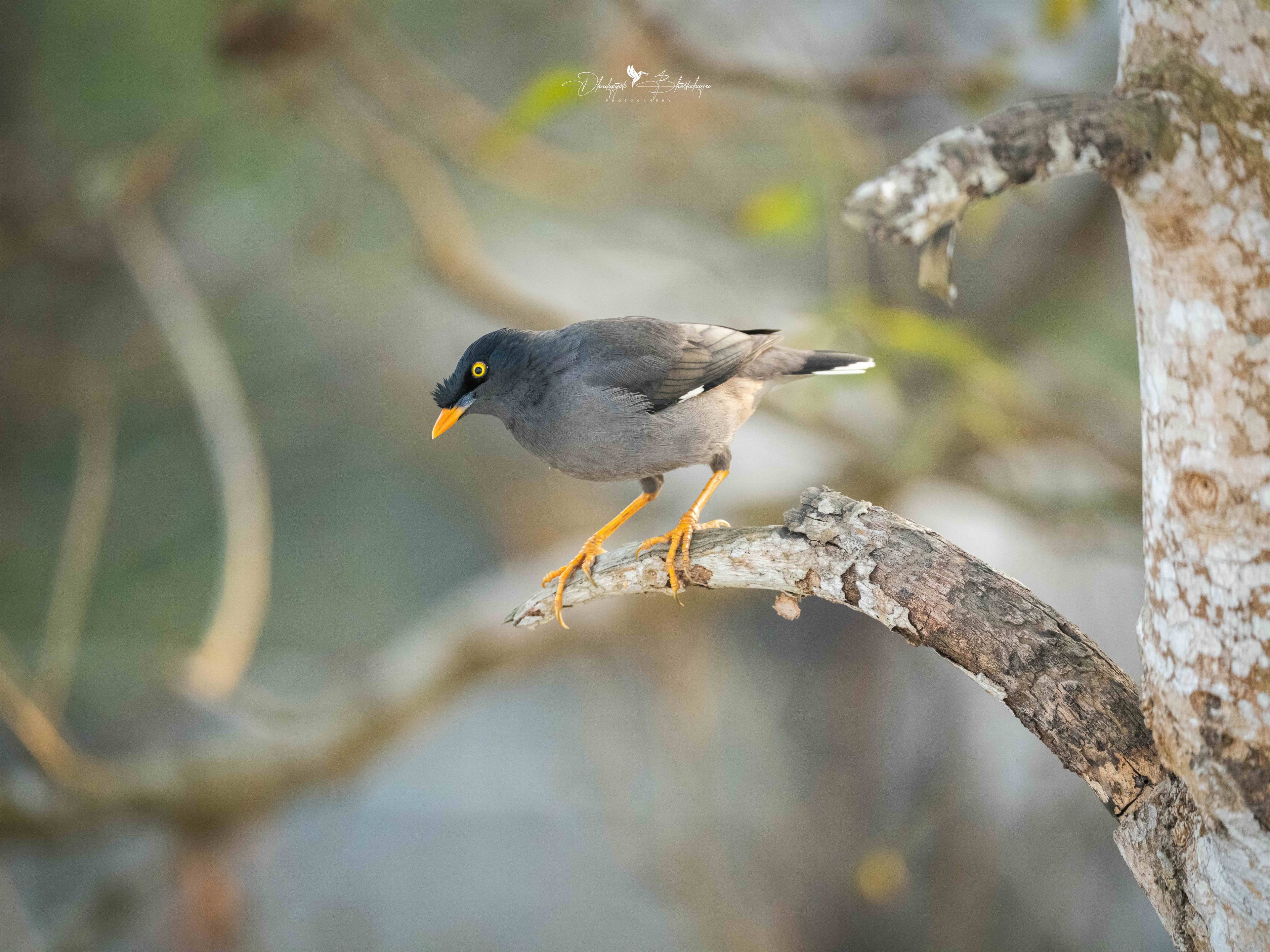 Common Myna with a yellow eye-patch and orange beak on a branch
