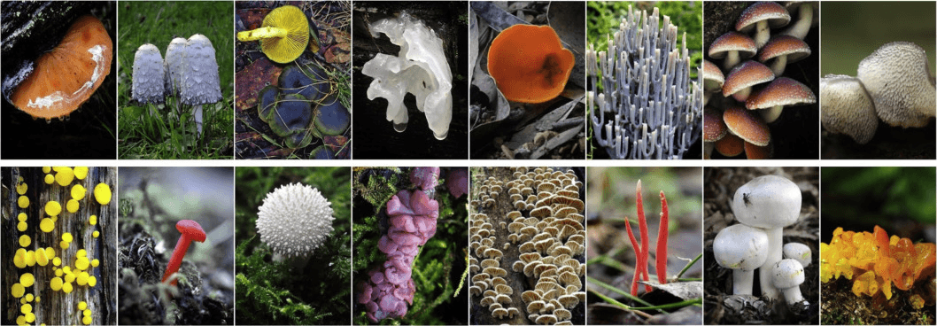 Figure 2. Diversity of fruiting bodies of fungi