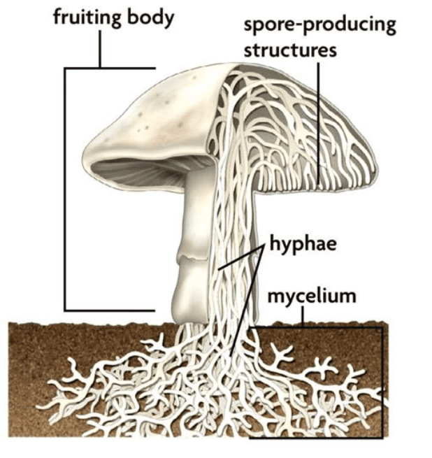 Figure 4. Structure of a fungus