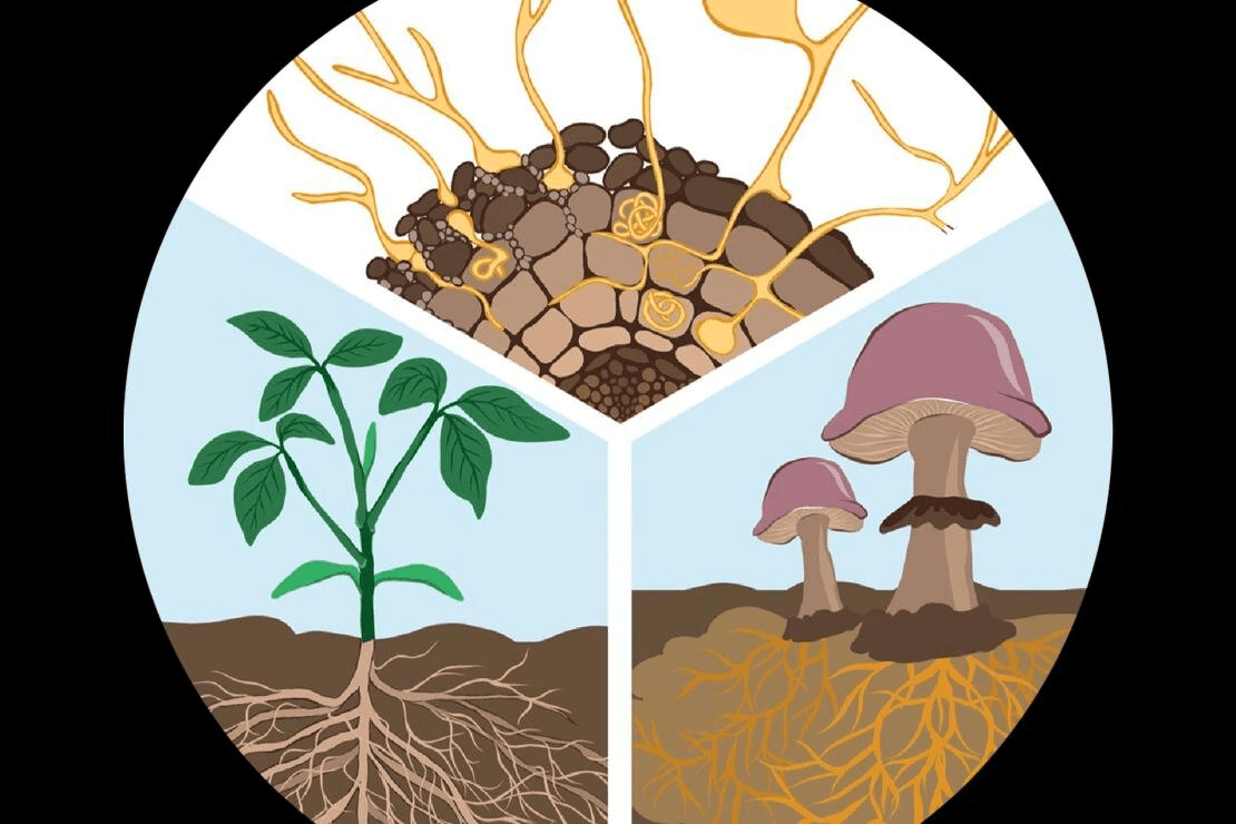 Figure 5. Mycorrhiza