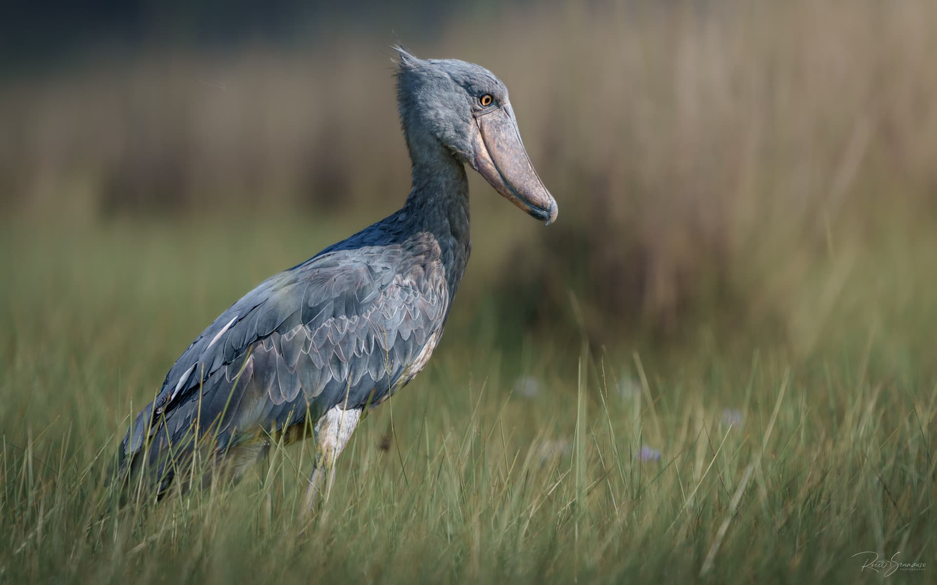 The Shoebill: A Journey to a Prehistoric Wonder of Nature