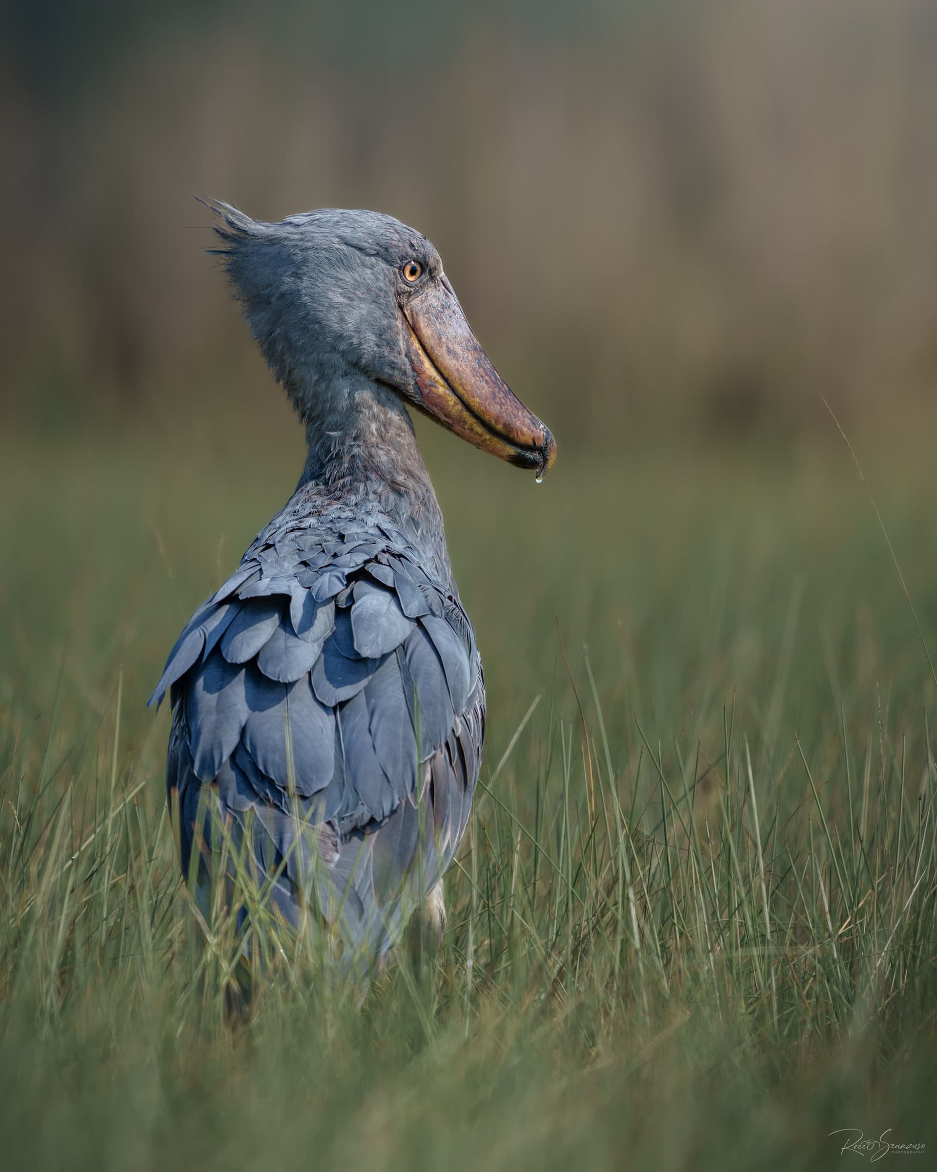 Shoebill standing in swampy grass with a droplet on its beak, watching us from the side with one eye