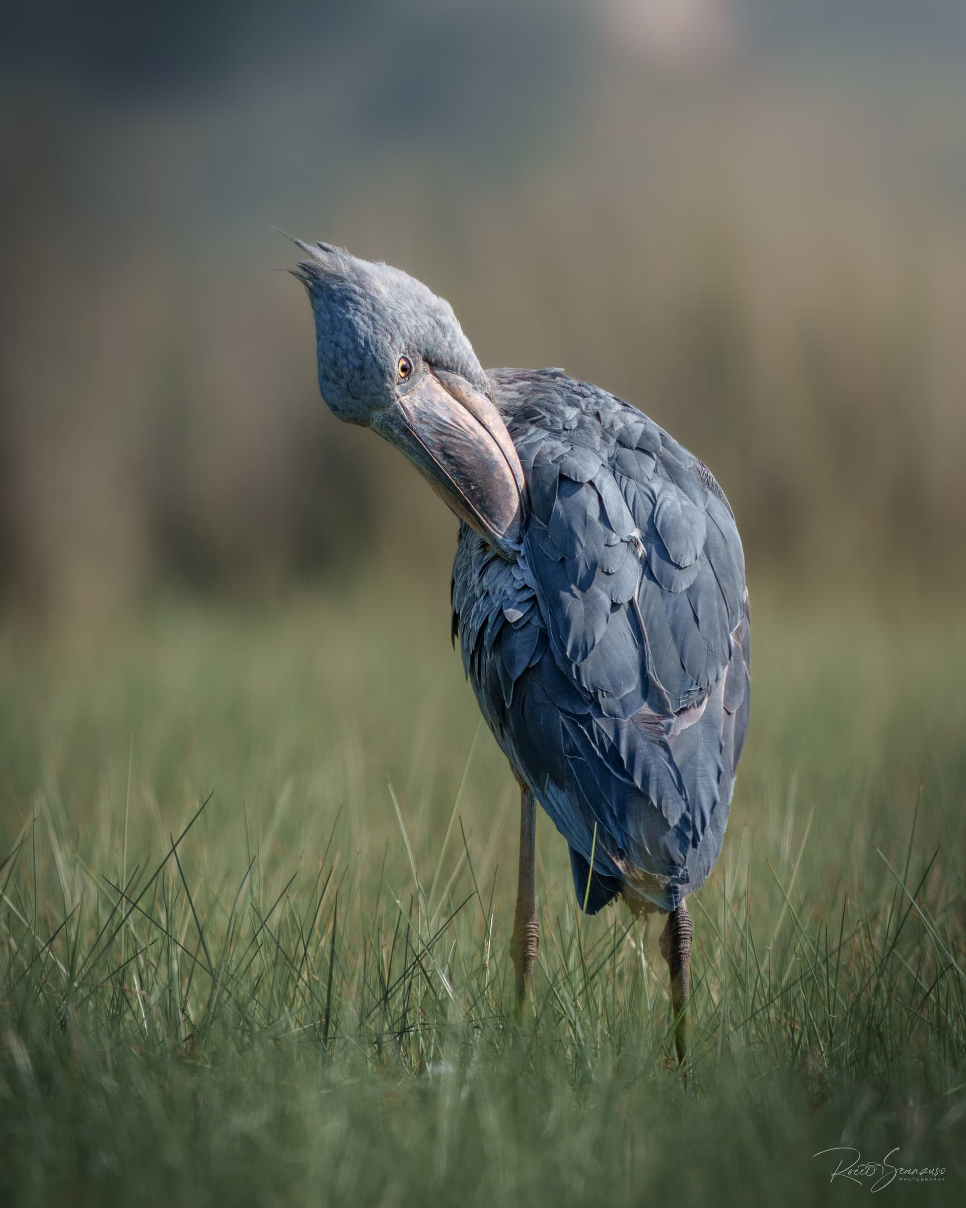 Shoebill grooms its feathers with its impressive beak