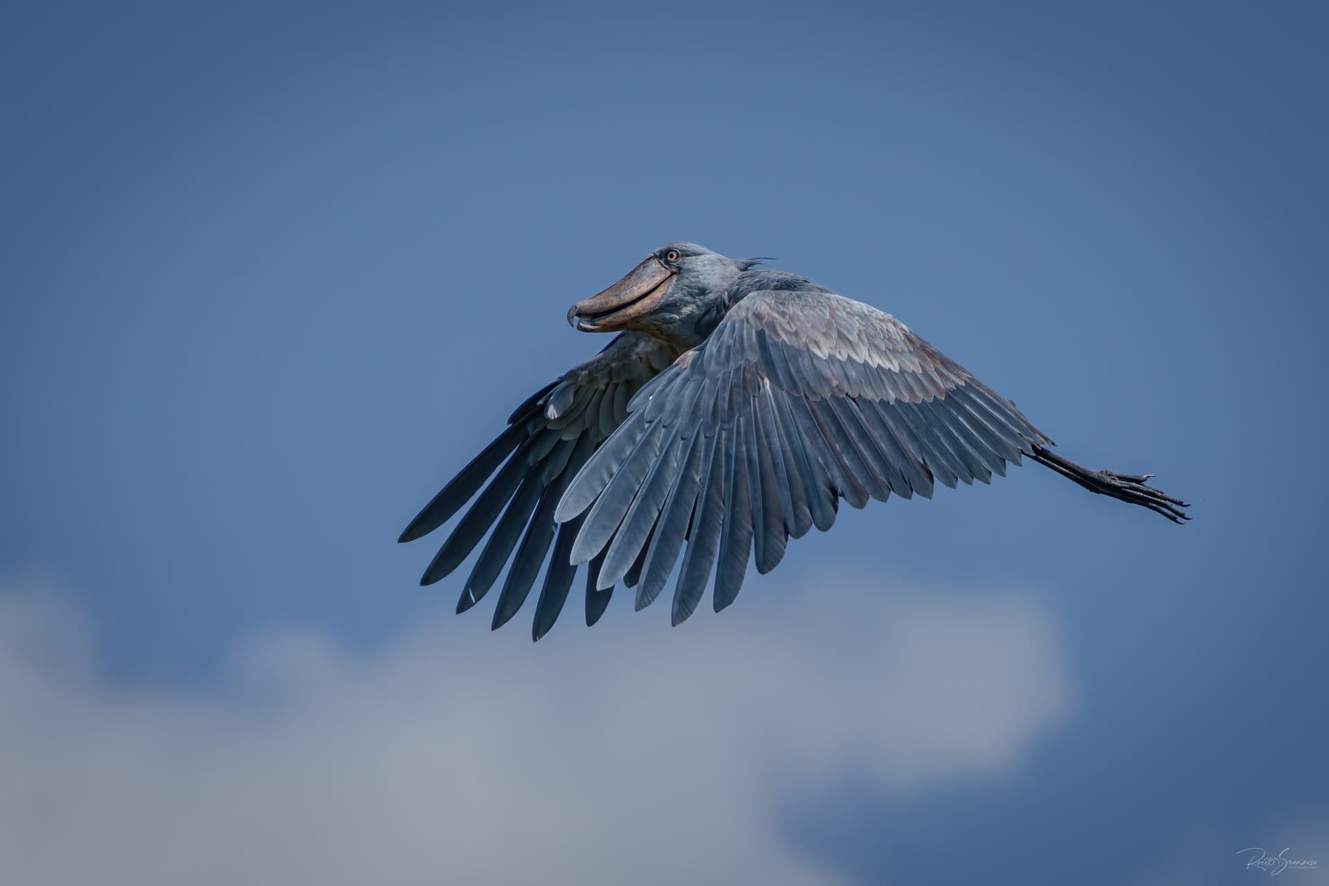 Shoebill flying over the swamp after its meal, circling in the sky