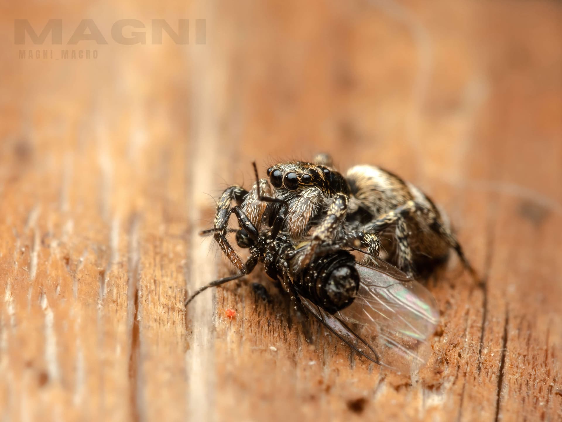 The Spiders Next Door: Why You Don't Have to Fear Them