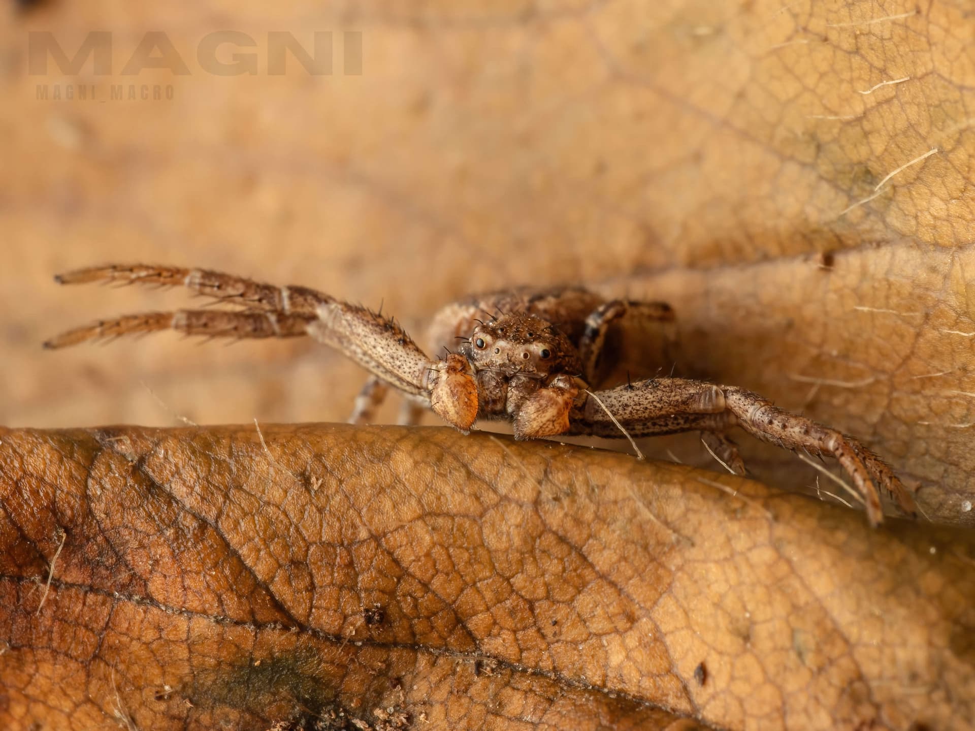 Male crabspider: A threatening position.