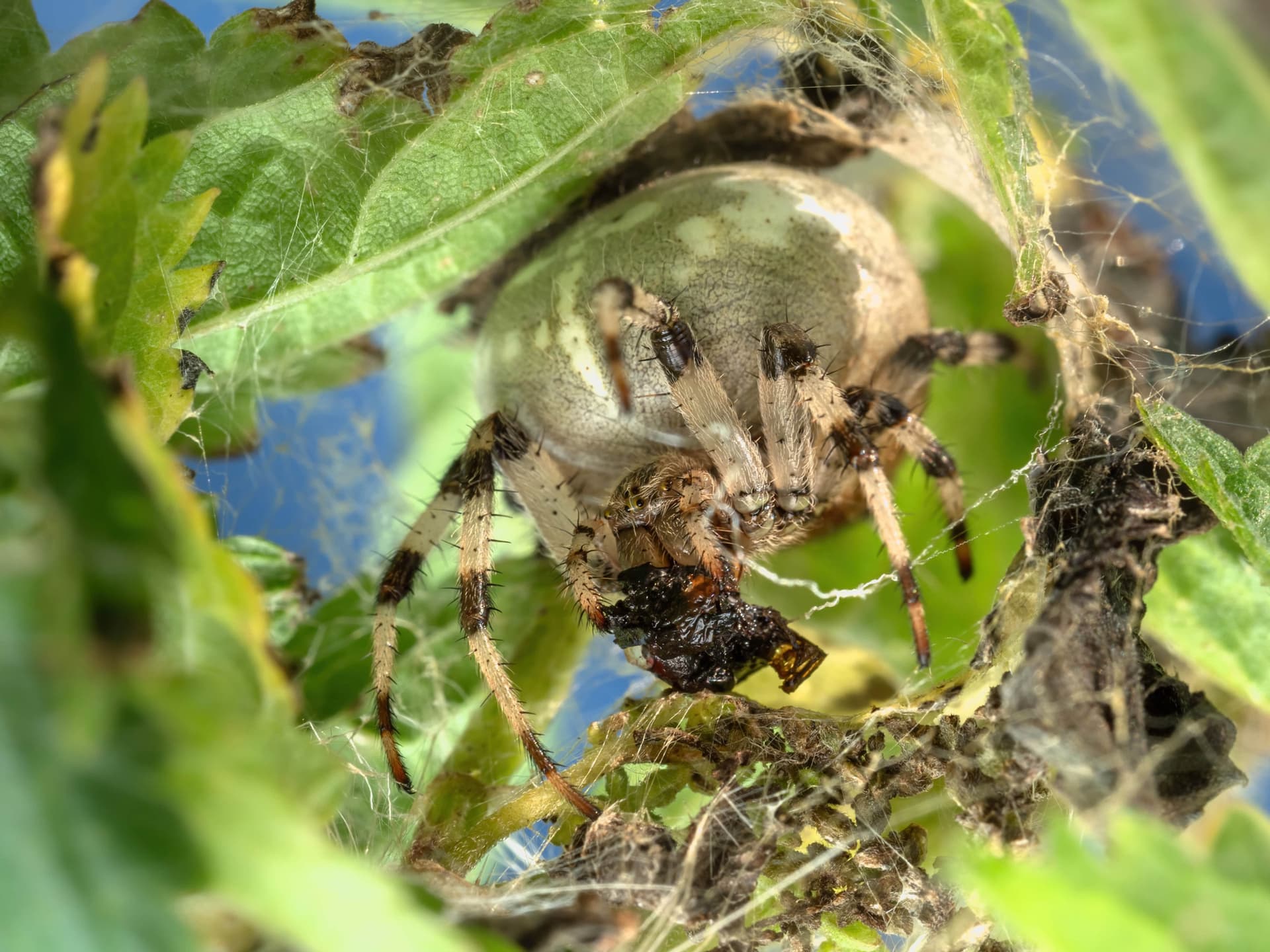Four spot orb weaver - female in her hideout
