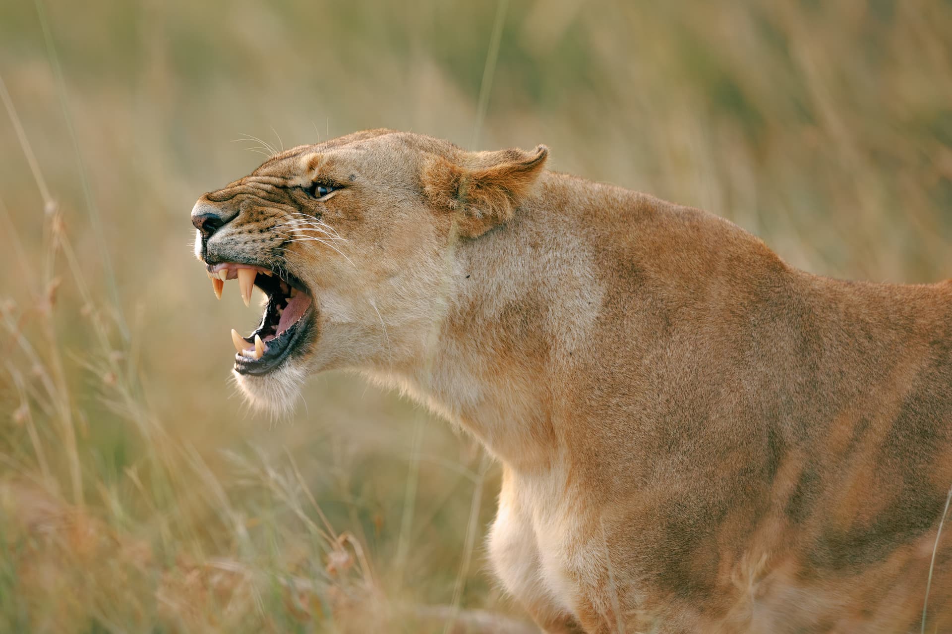 Lioness roaring in savanna