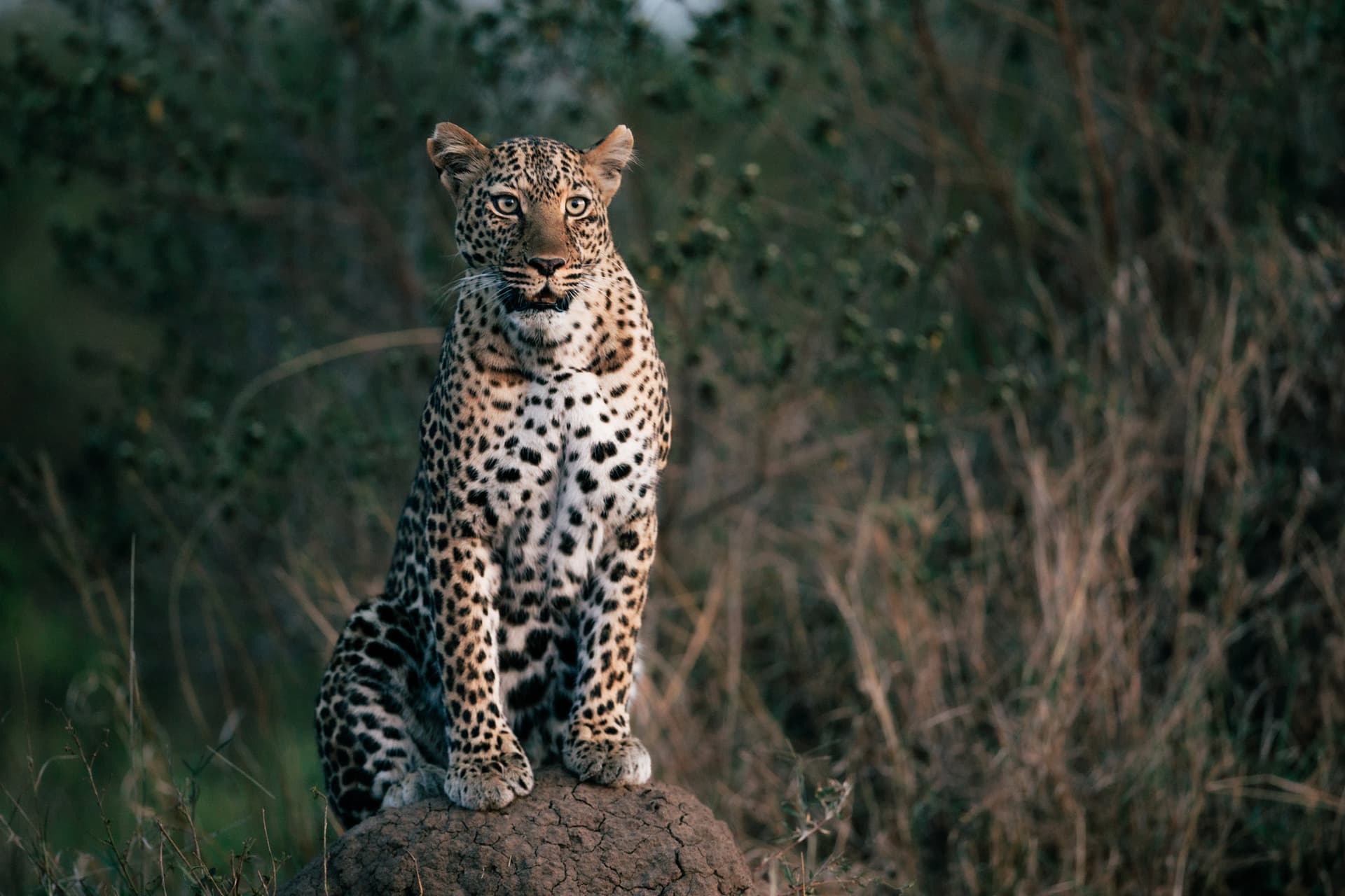 Leopard sitting on a rock