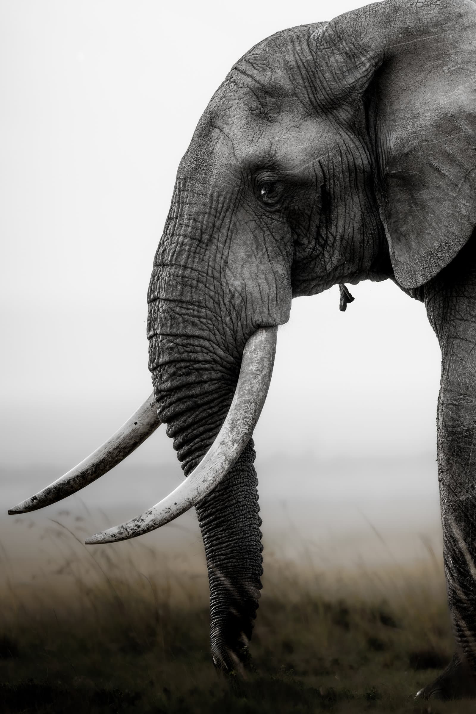 Close-up of an elephant with large tusks