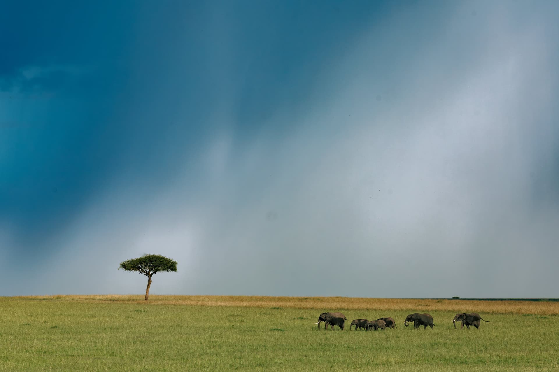 Migrating elephant herd under heavy rain