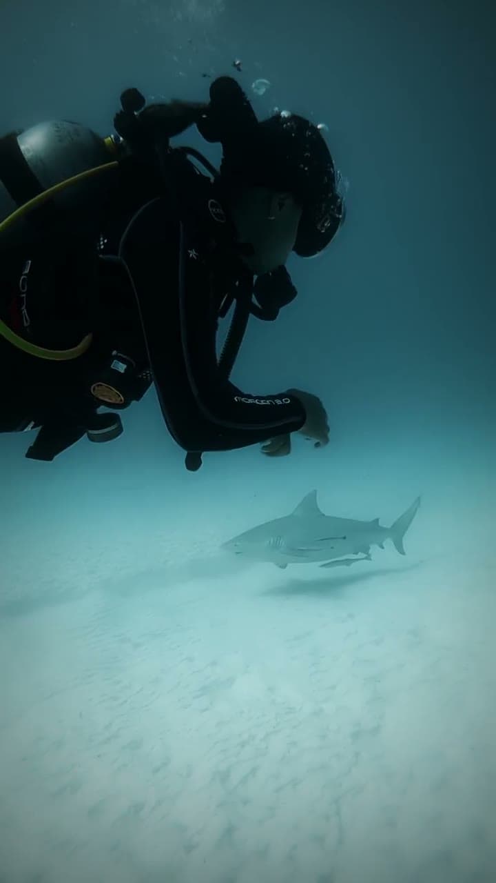 A bull shark moving through open water off Playa del Carmen