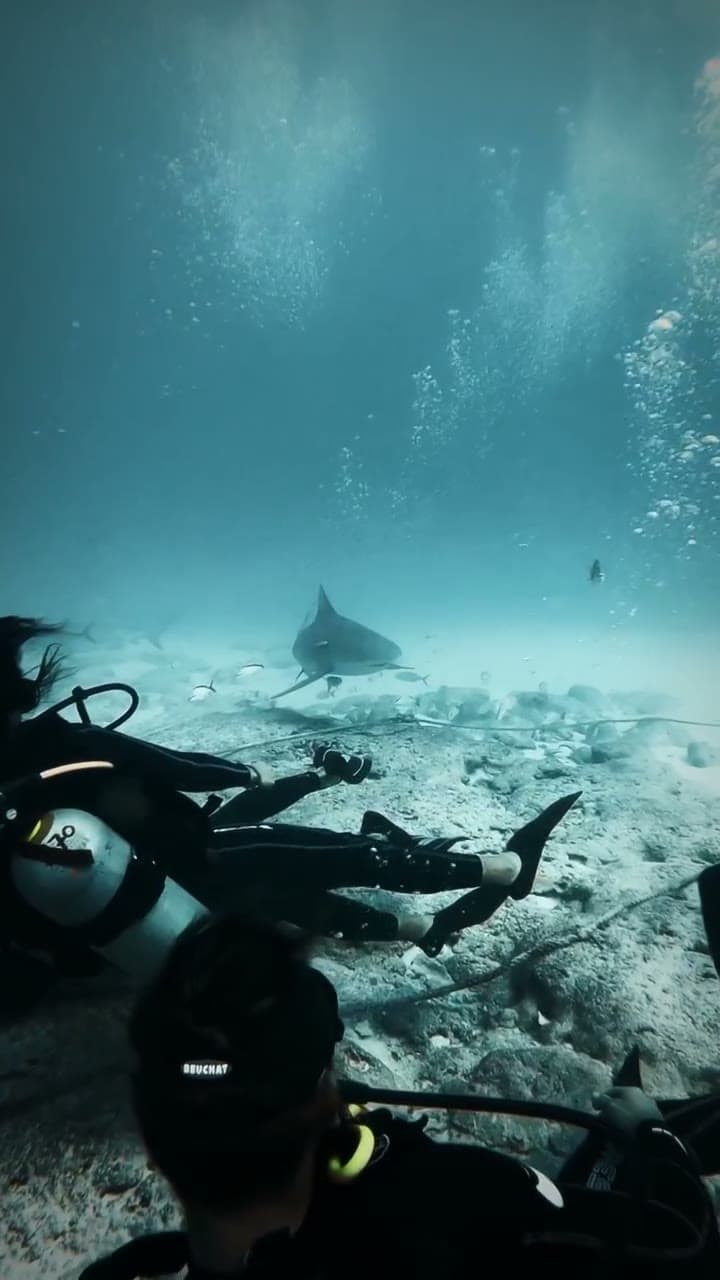 A bull shark gliding past divers on a dive off Playa del Carmen