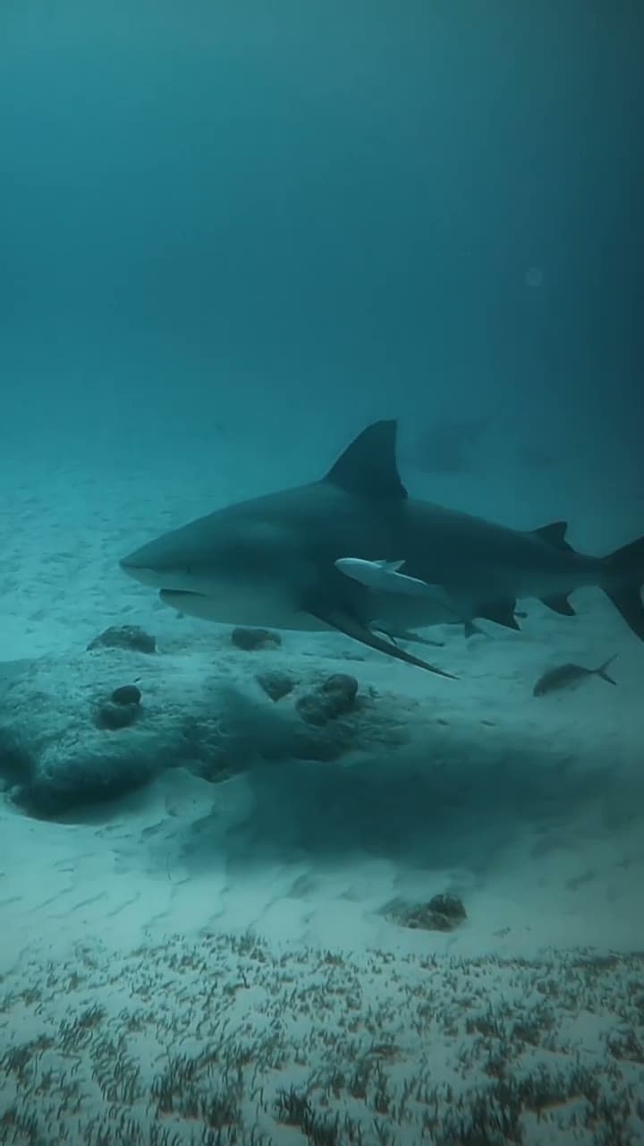 A bull shark filmed in the warm coastal waters off Playa del Carmen