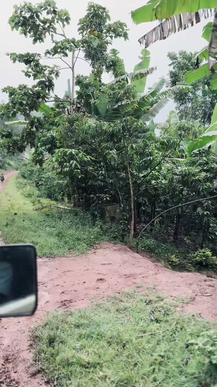 A recap of the trek through Bwindi Impenetrable Forest in Uganda