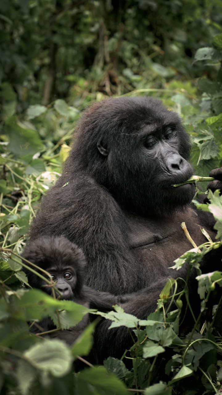A mother mountain gorilla and her baby feeding in Bwindi Impenetrable Forest