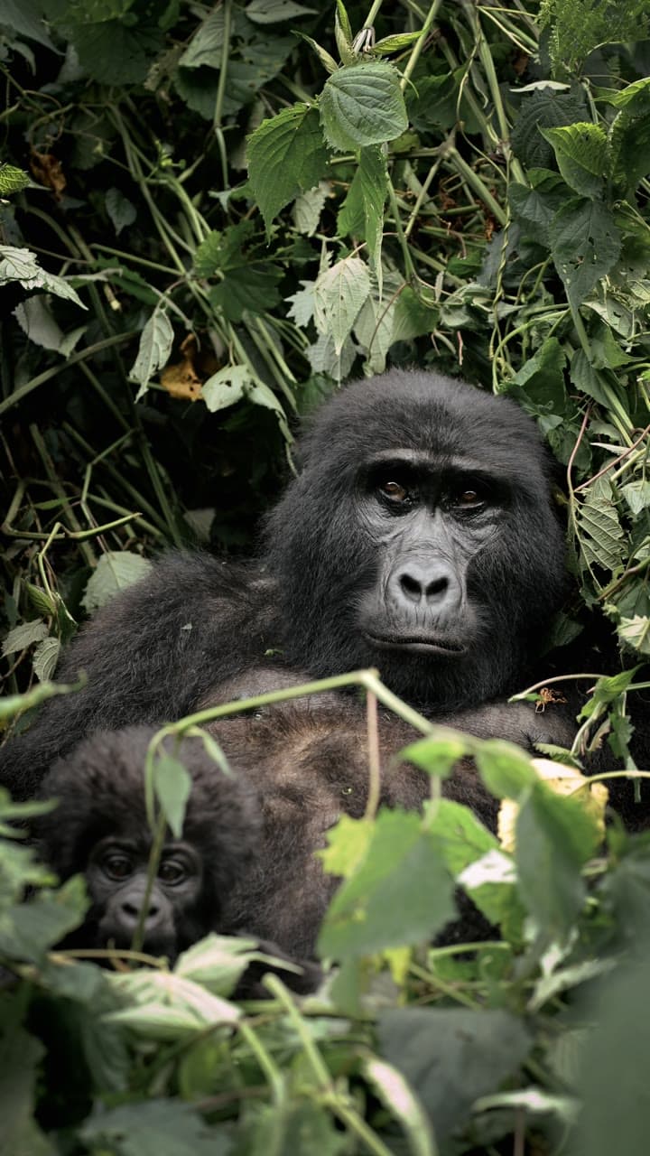 A mother mountain gorilla sitting with her baby in Bwindi Impenetrable Forest