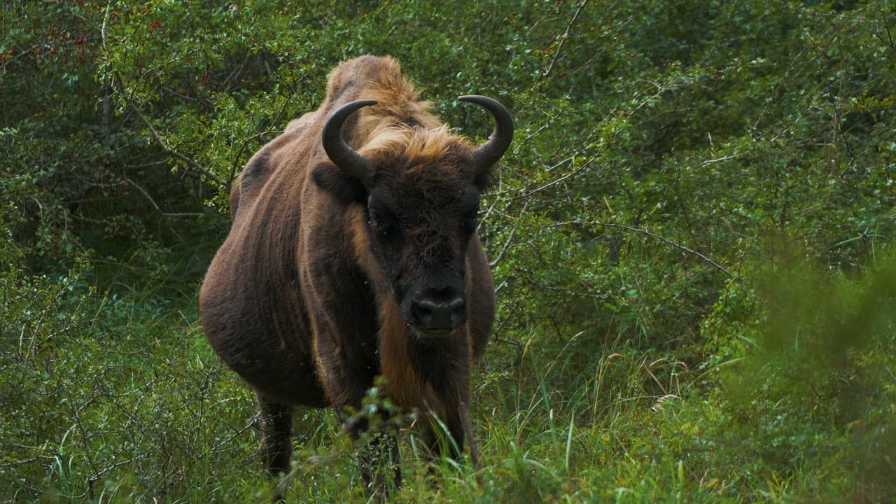 A European bison in Zuid-Kennemerland National Park