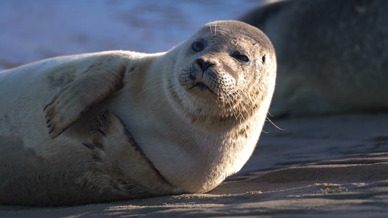 A seal resting in the coastal waters of the Netherlands