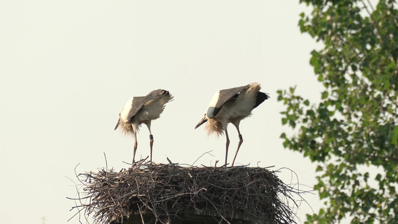 A stork in the Dutch wetlands