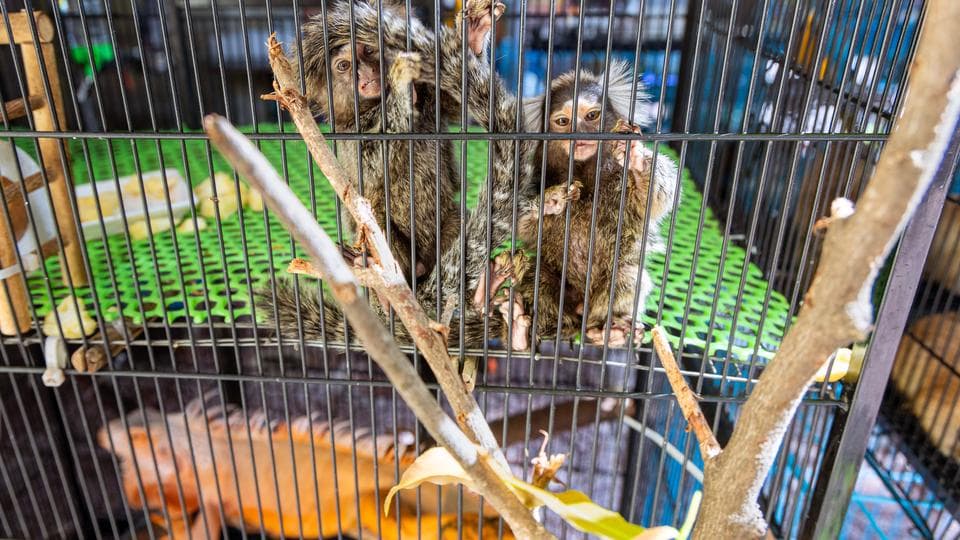 Social Media Supercharging Illicit Trade of Cambodian Wildlife