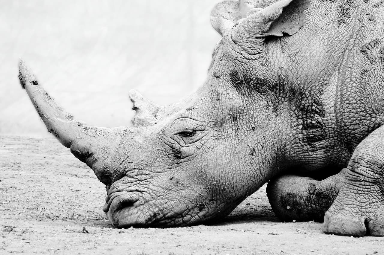 Namibia reports decade-low rhino poaching after coordinated crackdown