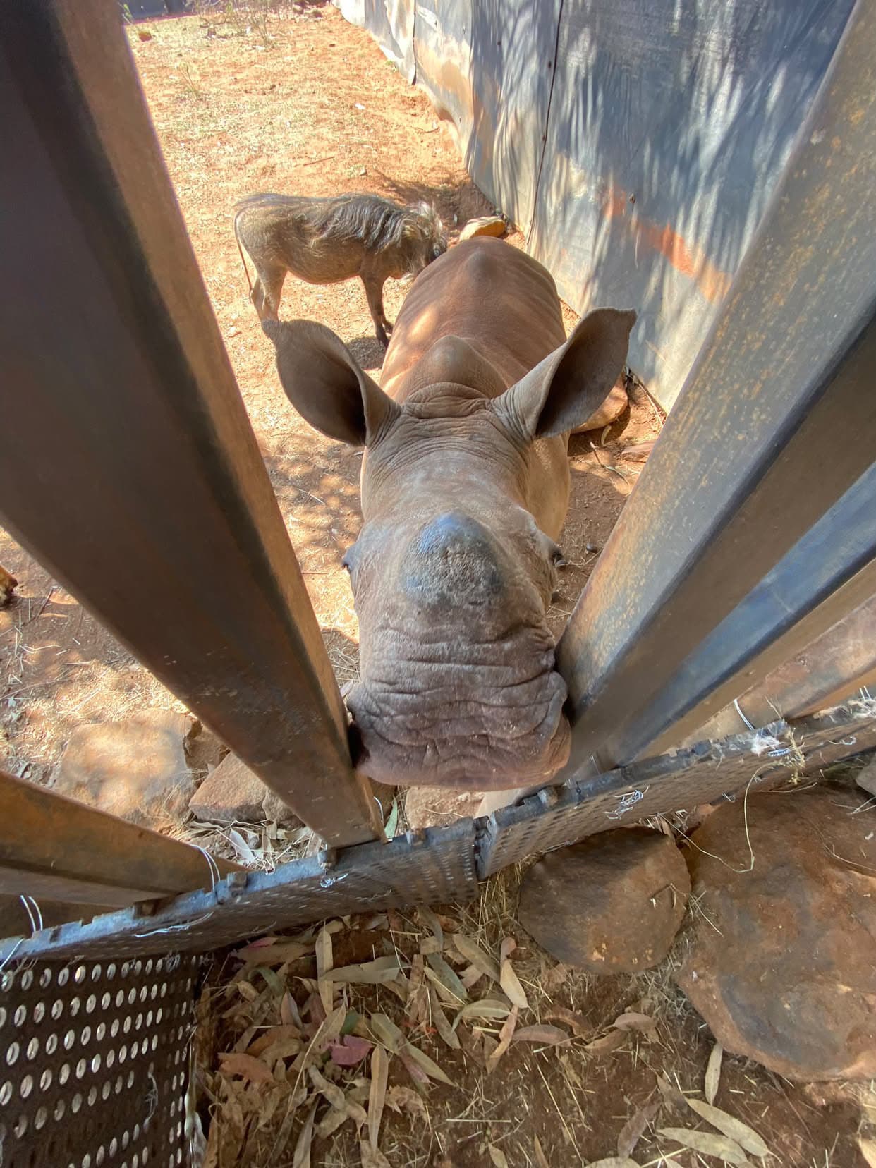 A rhino at the rehabilitation facility where Jess volunteers
