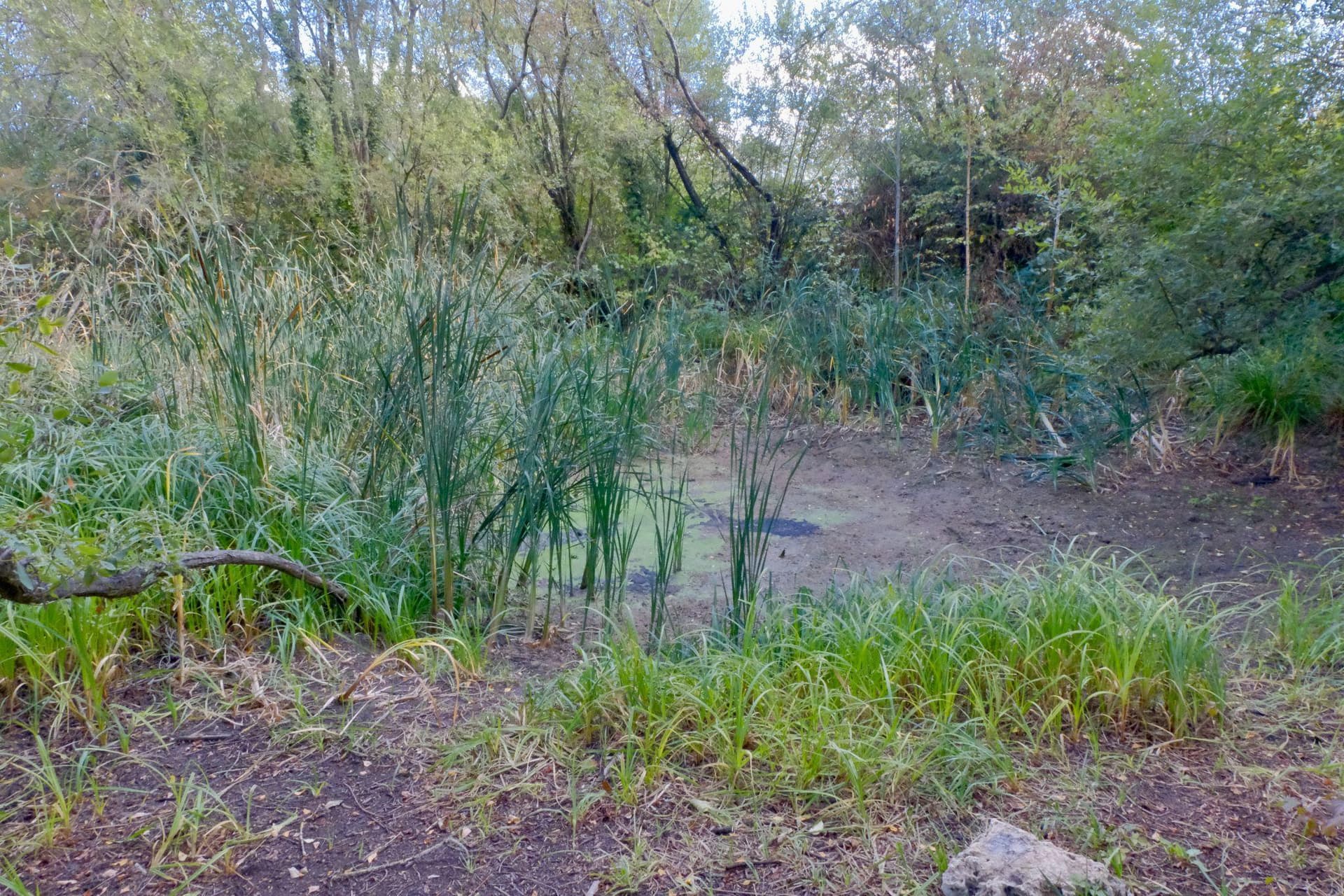 A dry pond and exposed soil at the nearby control site without beavers