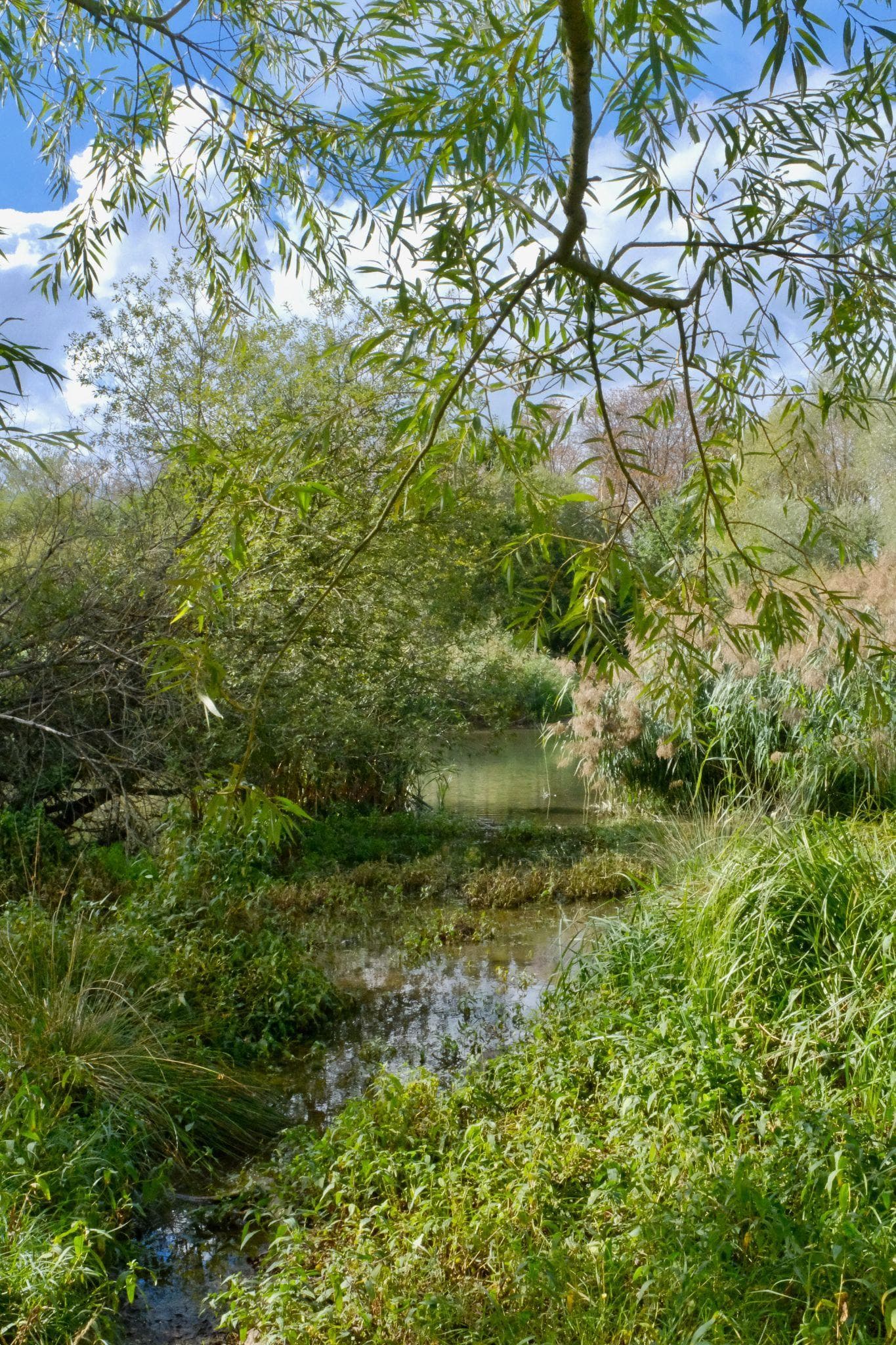A water-filled channel shaded by willow and dense wetland plants at the beaver site