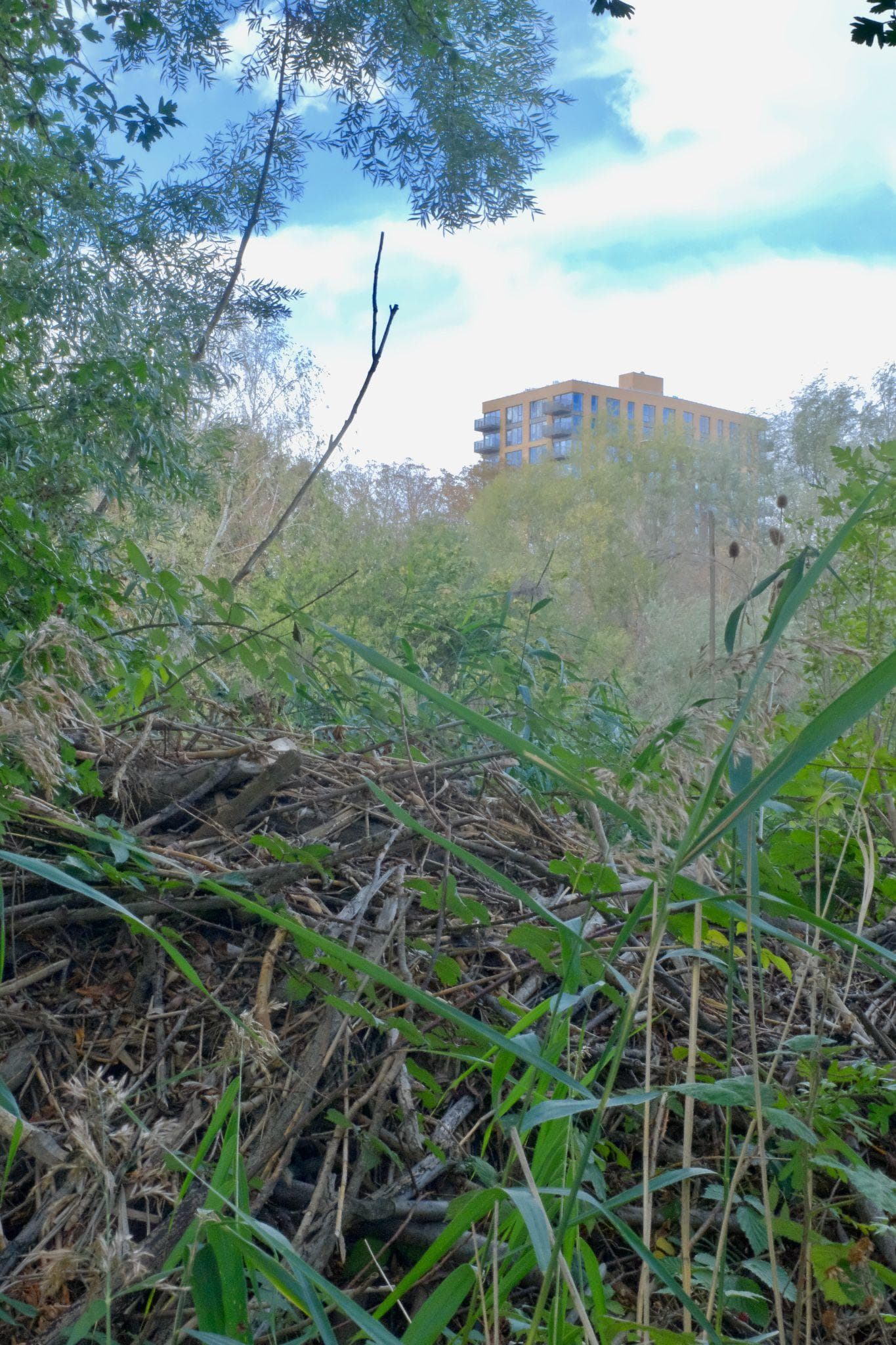 A beaver lodge among tall wetland plants with high-rise flats visible beyond