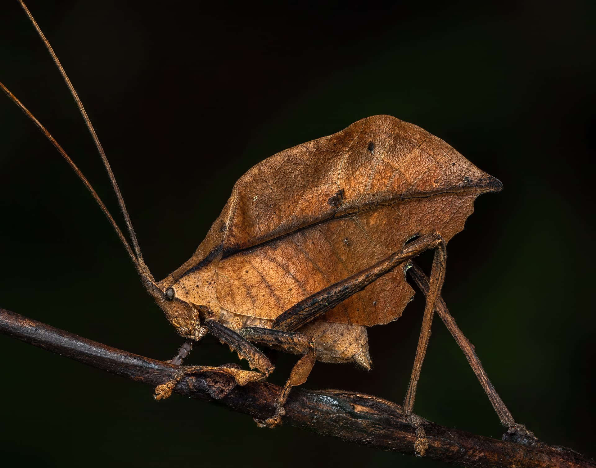 The leaf mimicking katydid