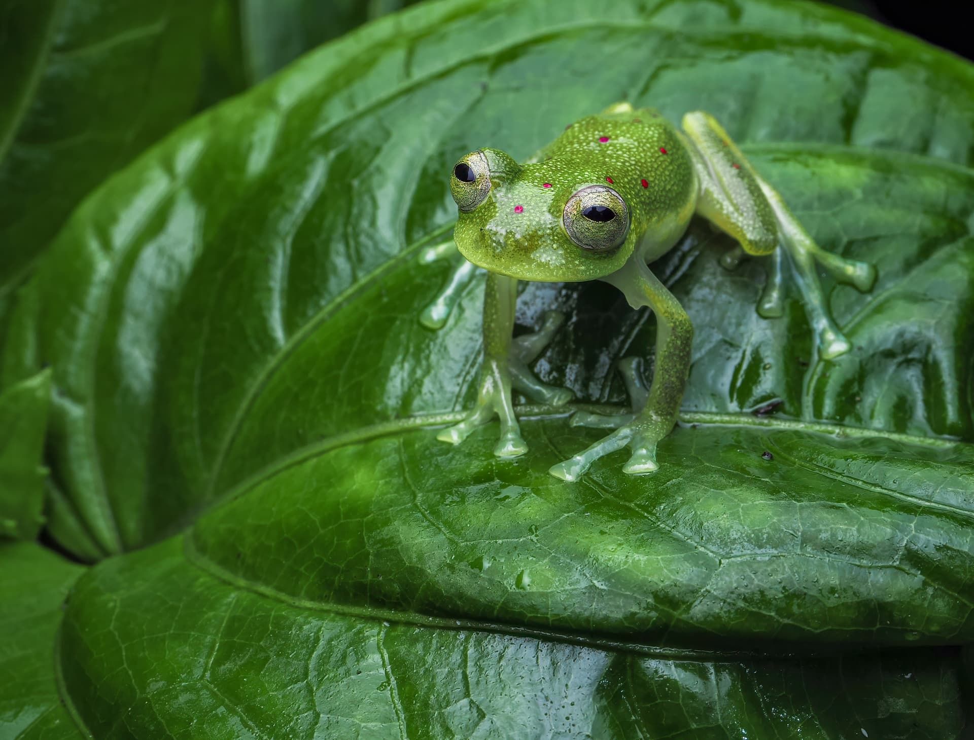 "The rare red spotted glass frog (Nymphargus grandisonae) Jaime went to great lengths to get for me to see." - J.W.