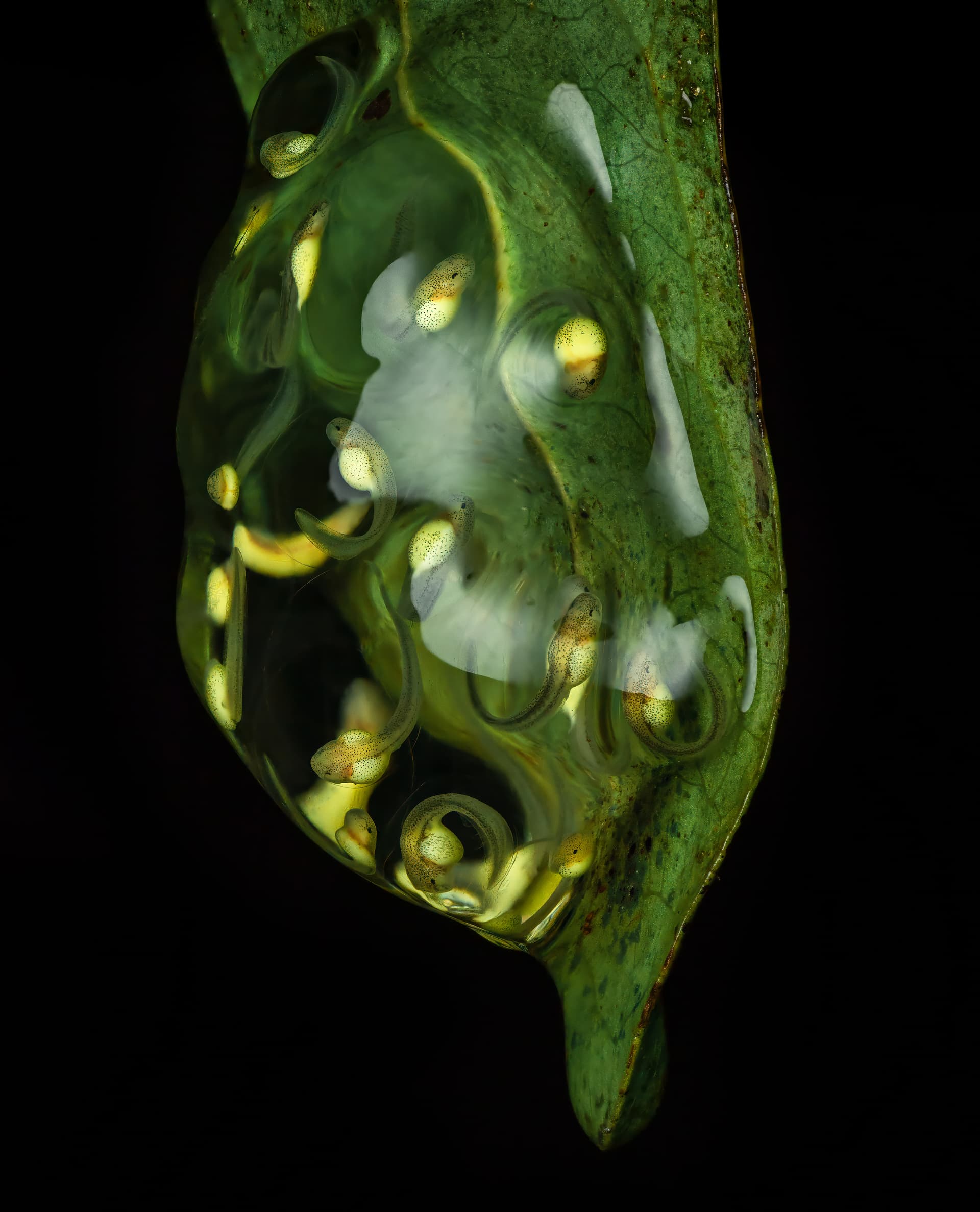 The image of the clutch of glass frog eggs with tadpoles inside.