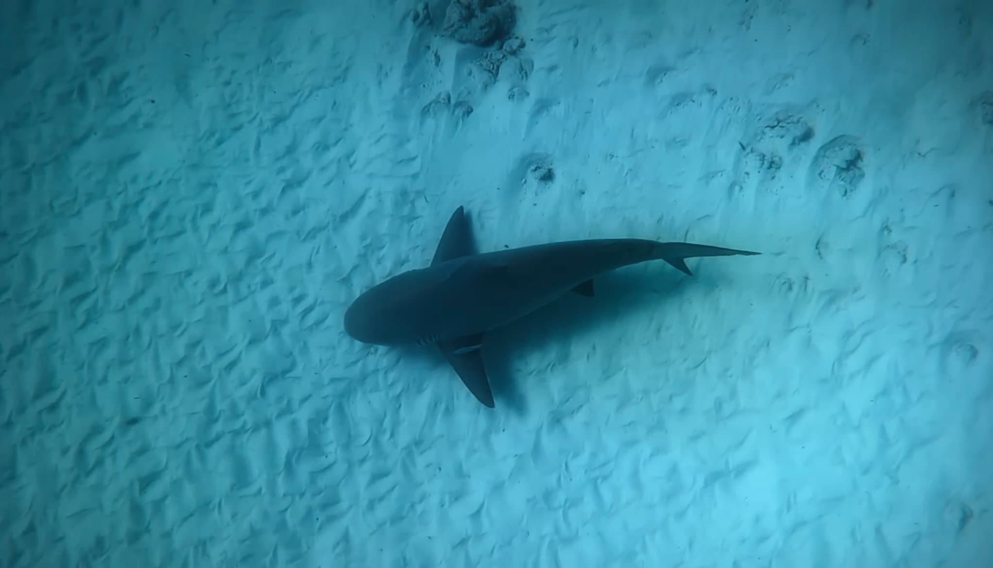 Diving with Bull Sharks in Playa del Carmen: Breaking the Myths and Supporting Conservation