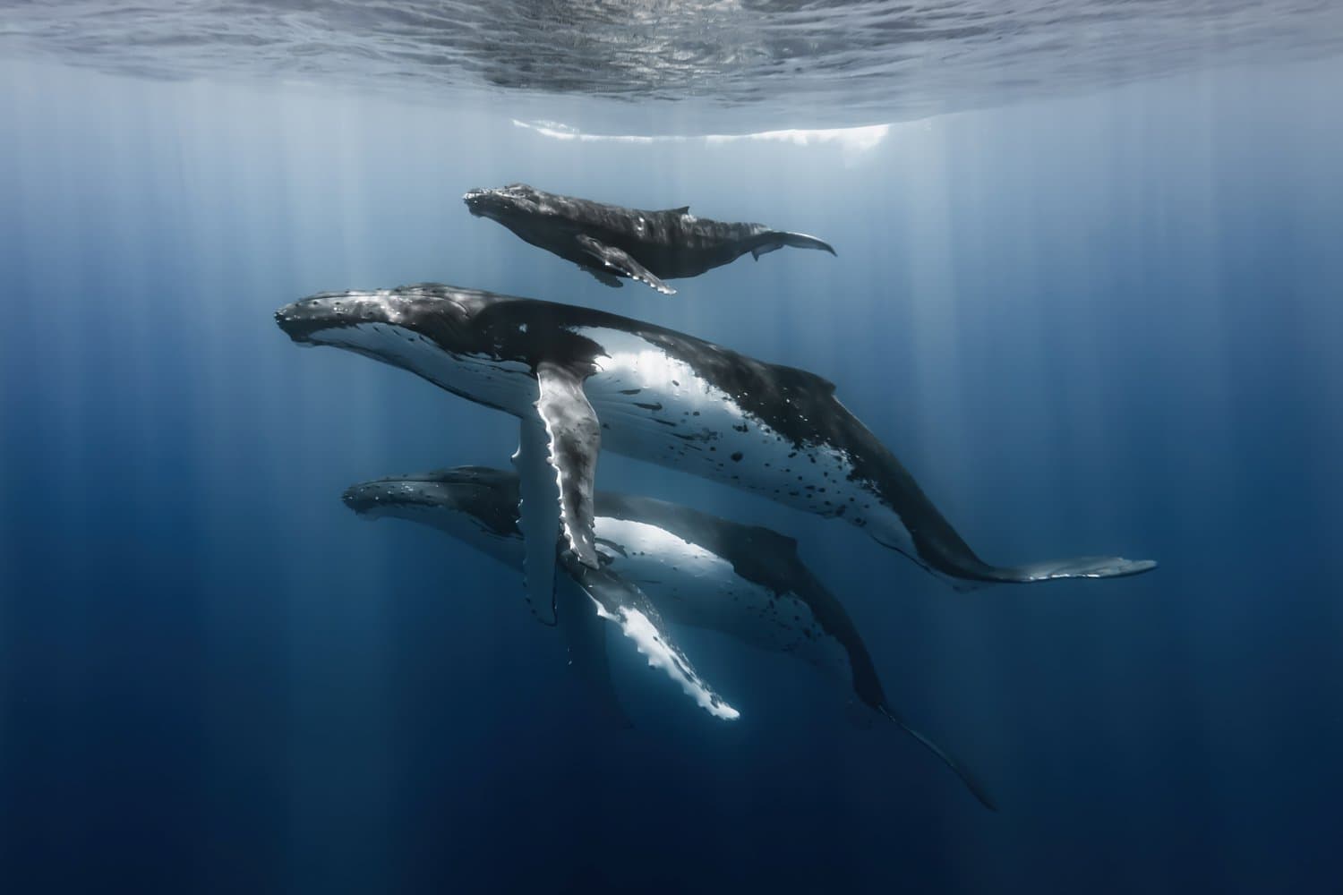 Synchrony in motion with a humpback family