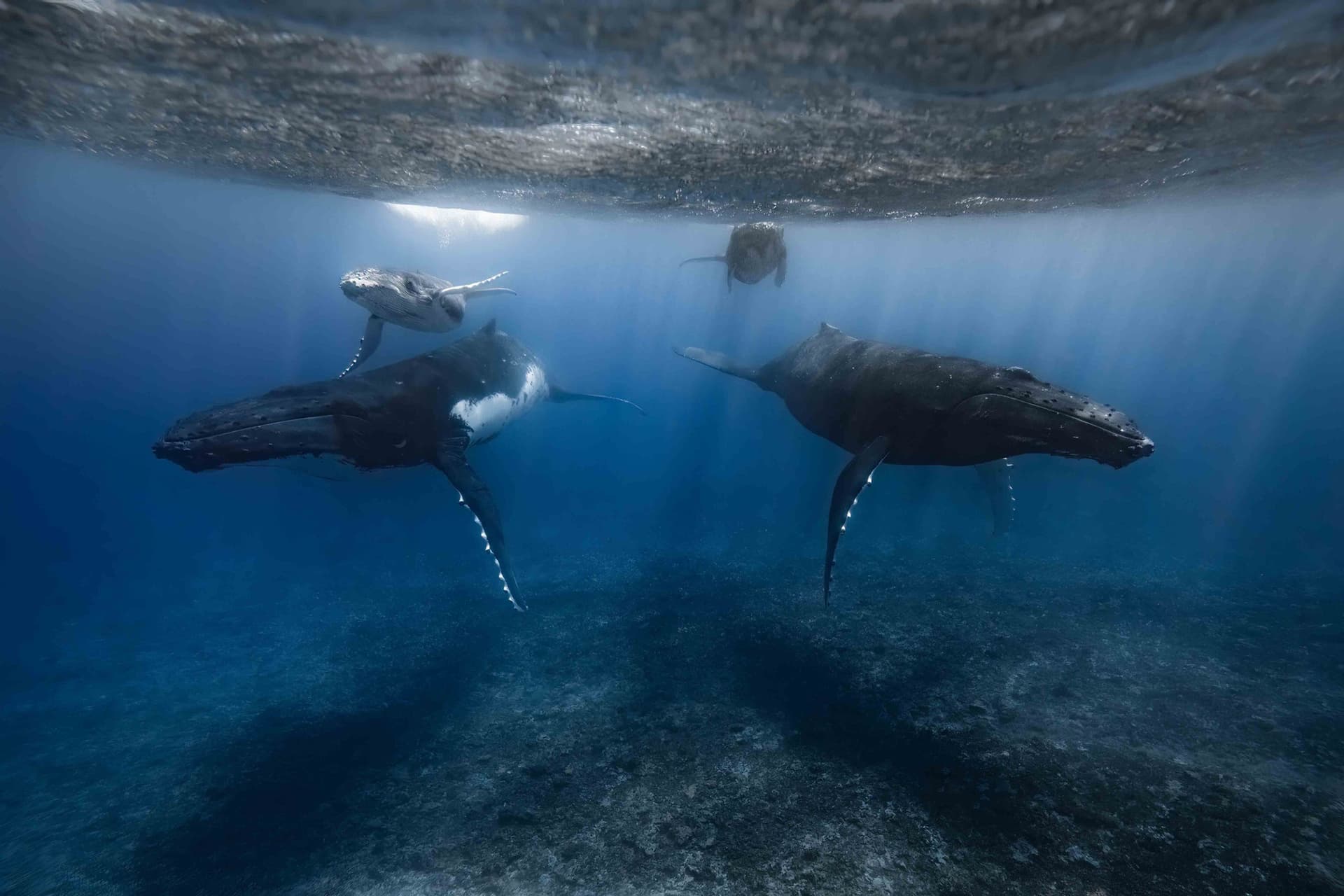 Whales feed in deep waters but defecate at the surface, transferring nutrient-rich waste upward. This natural process—known as the “whale pump”