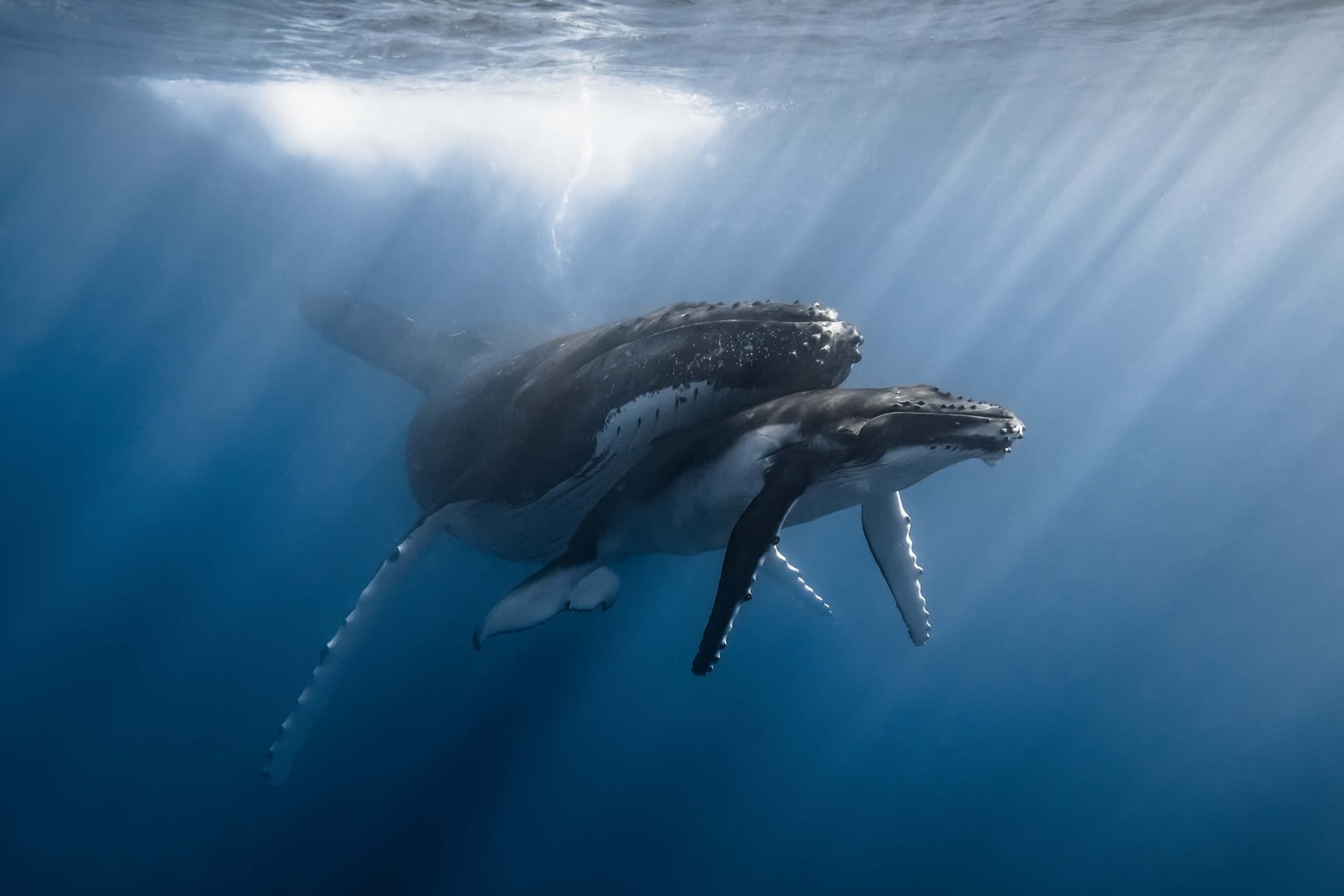 Two humpback whales swimming under sunlit ocean water