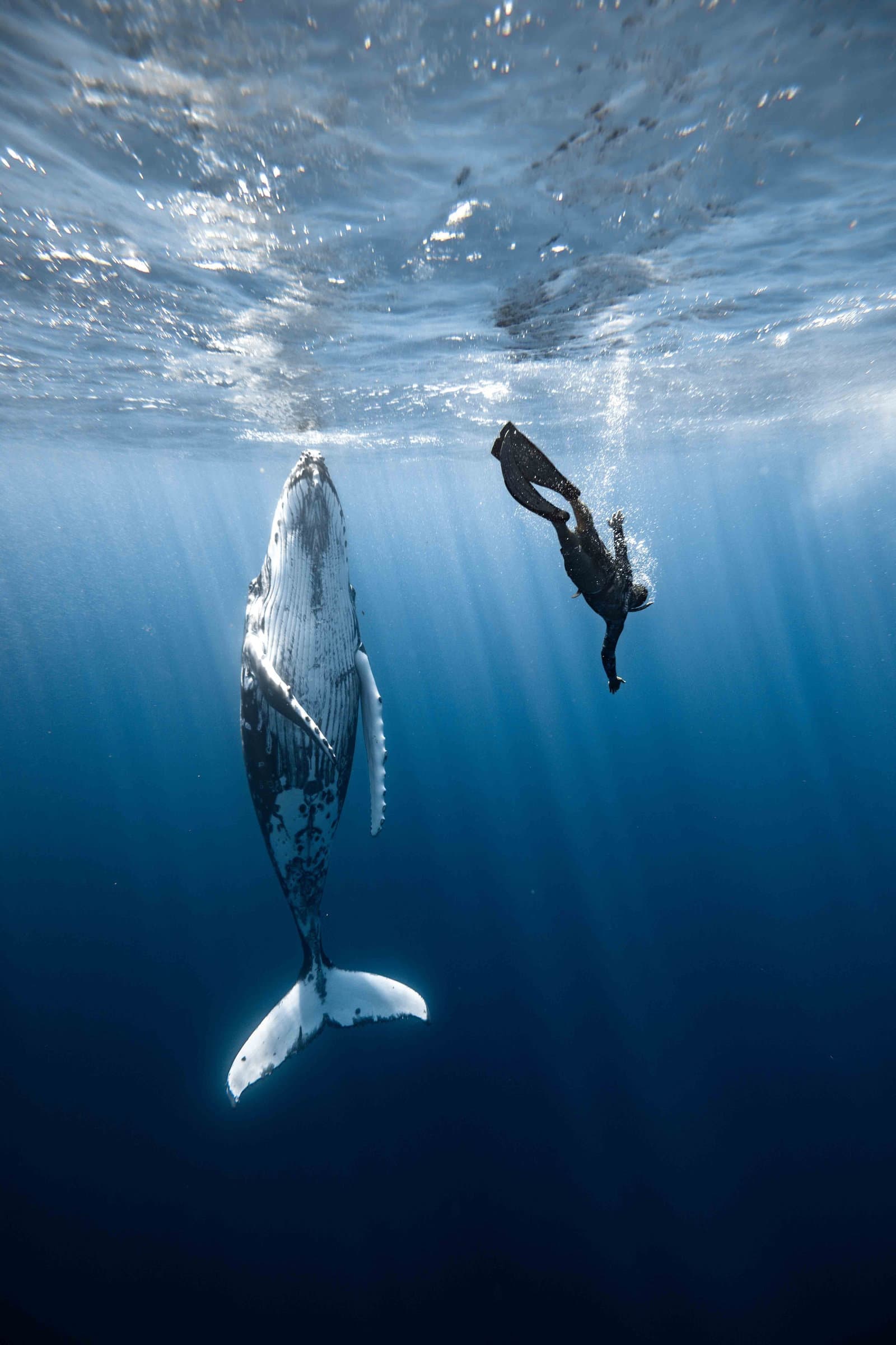 Swimming next to a humpback whale