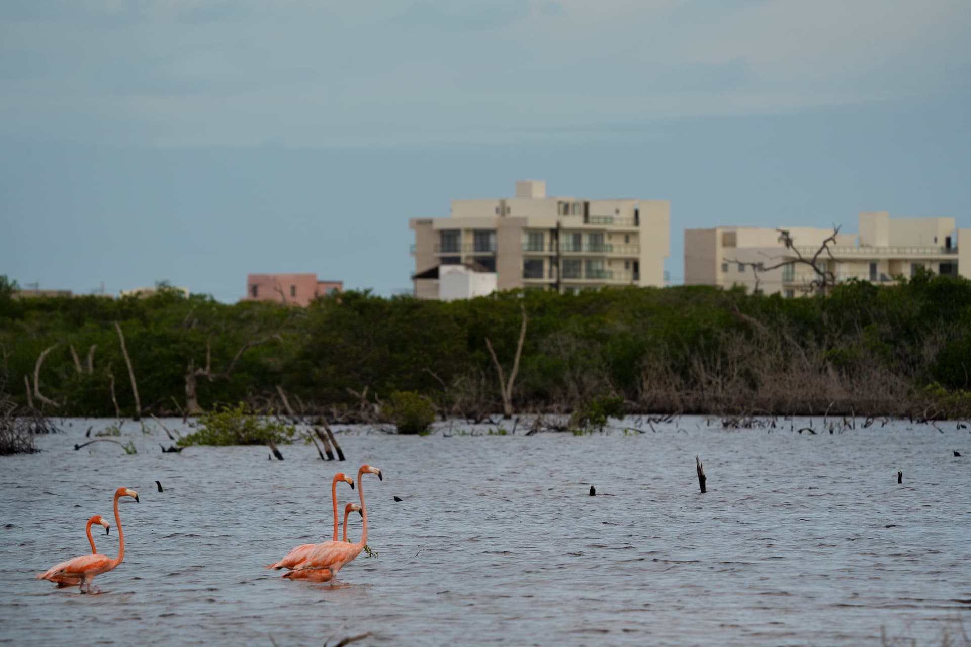 Apartment buildings, hotels, and other developments are quickly encroaching onto Yucatan's mangroves and swamps.