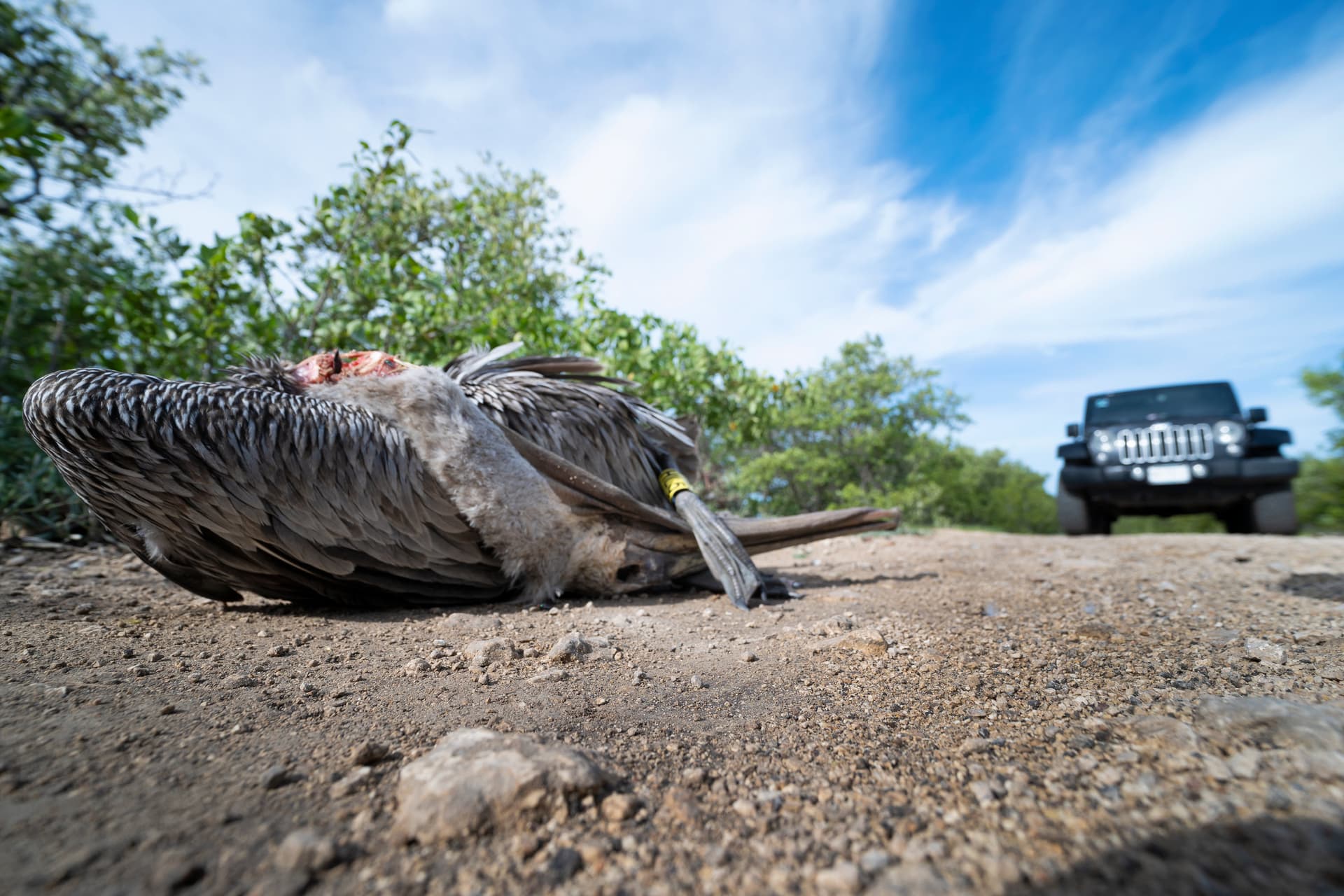 With more roads being created throughout the Peninsula, it is common to find dead animals that have been run over by cars or tucks. Even birds like pelicans or the iconic flamingos can't escape this sad fate.