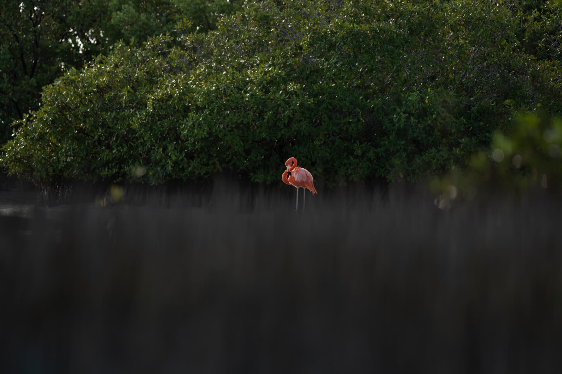 A beautiful flamingo preens its feather surrounded by Holbox Island's almost pristine mangrove forests.