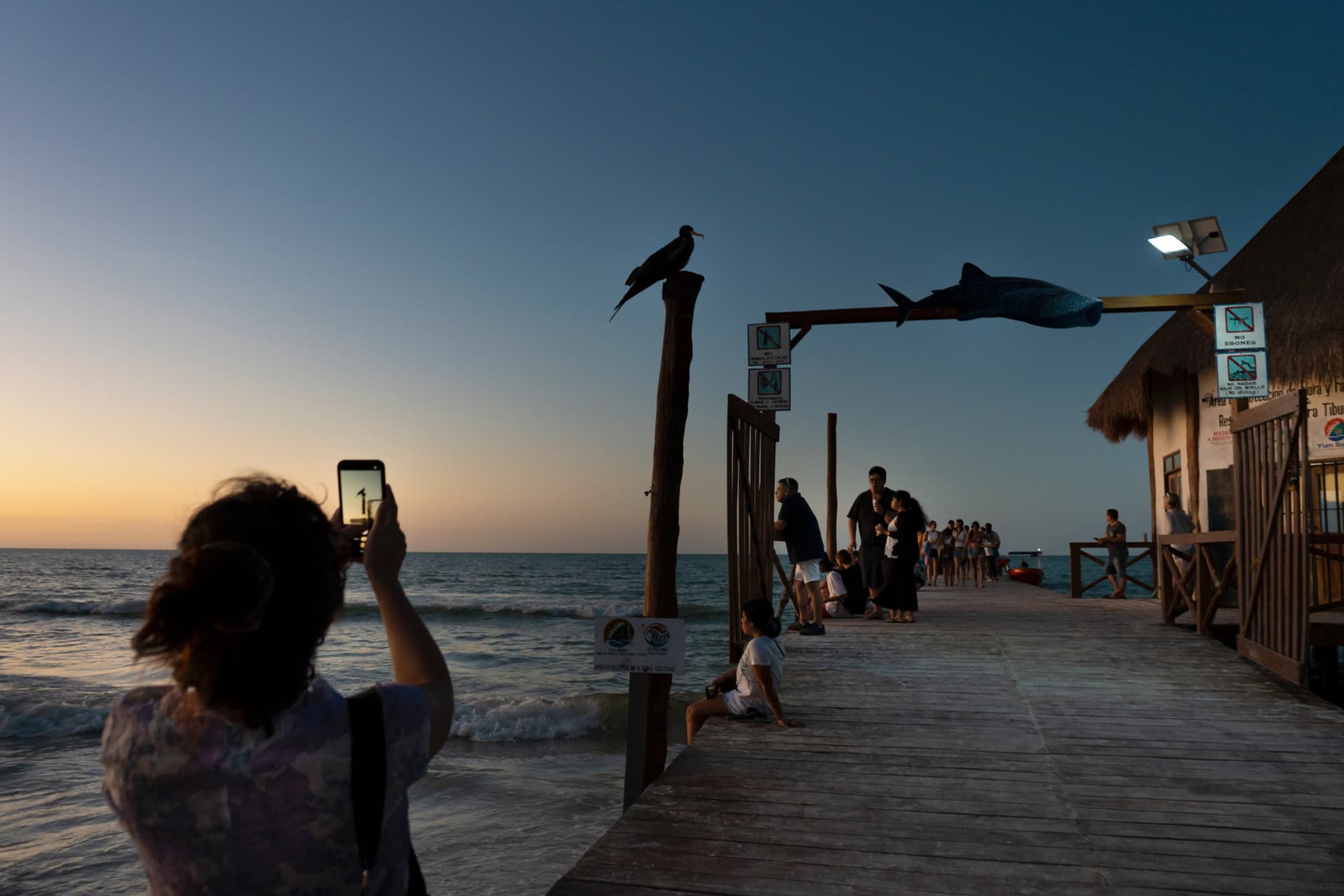 Wildlife is a common sight all around Holbox. Both tourists and locals have learned to coexist (to some degree).
