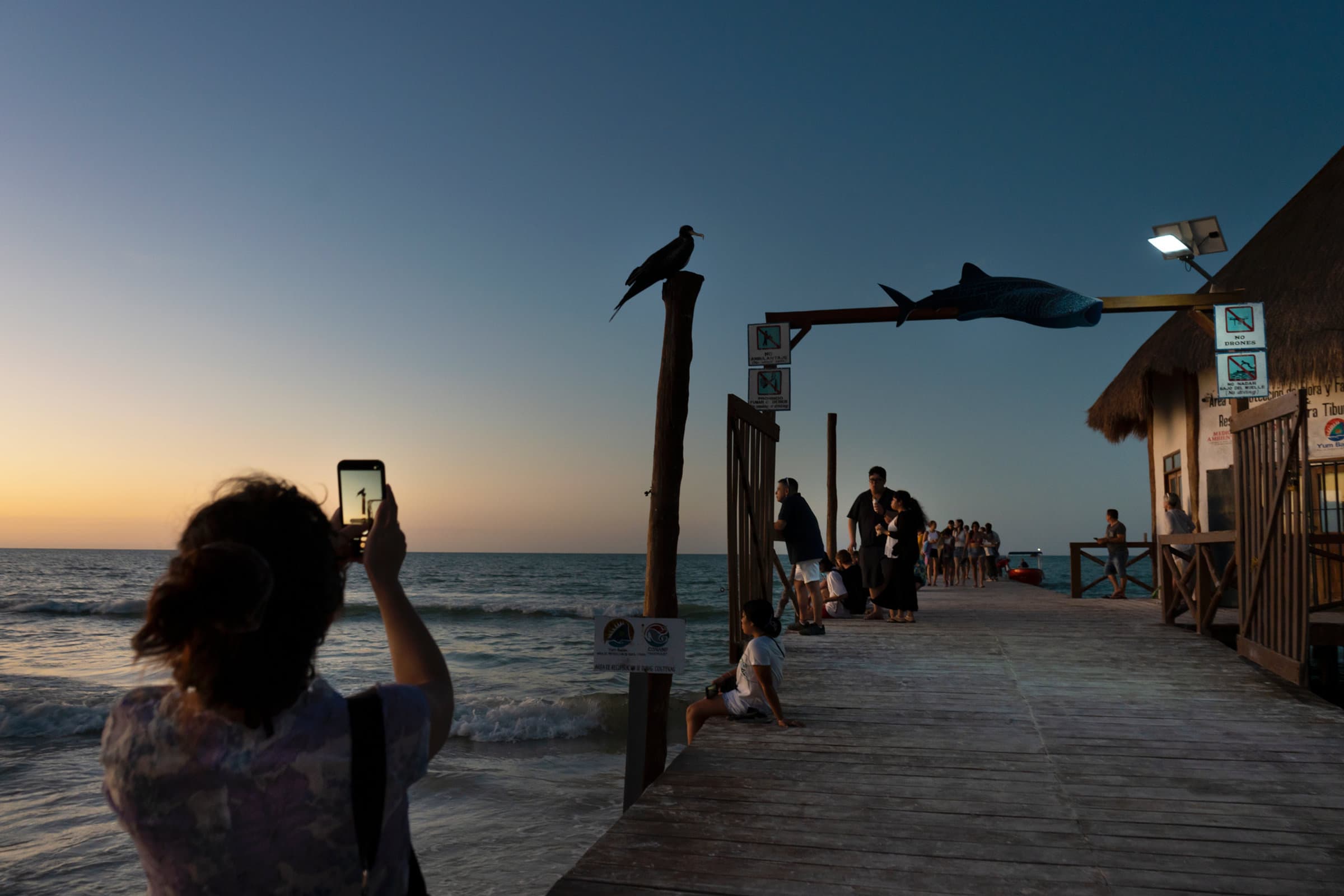 Wildlife is a common sight all around Holbox. Both tourists and locals have learned to coexist (to some degree).