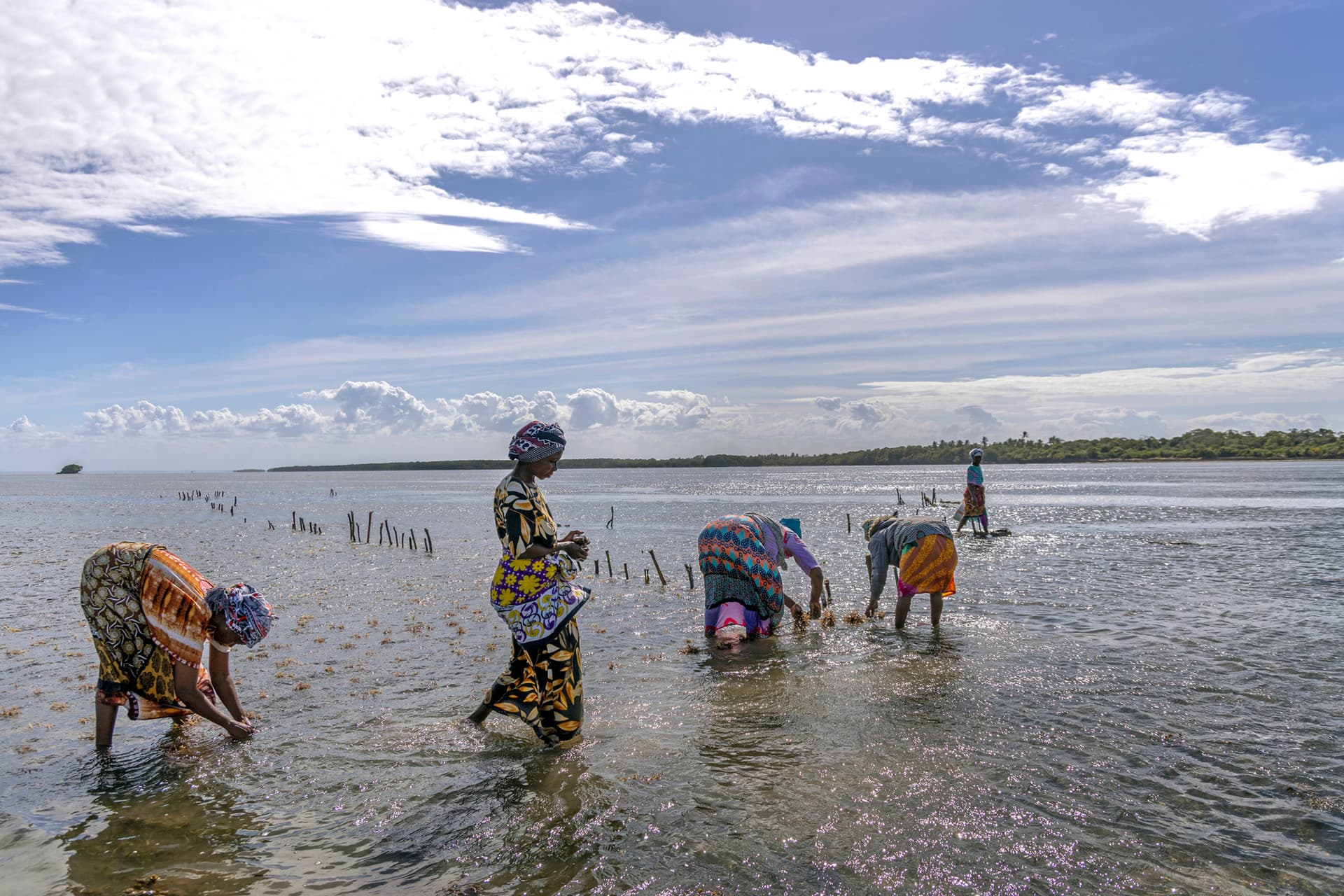 Women harvest seaweed in the shallow tidal waters along Kenya’s southern coastline. Seaweed farming provides income for coastal communities while encouraging the protection of mangroves and seagrass habitats that support marine life. Photo © Georgina Goodwin