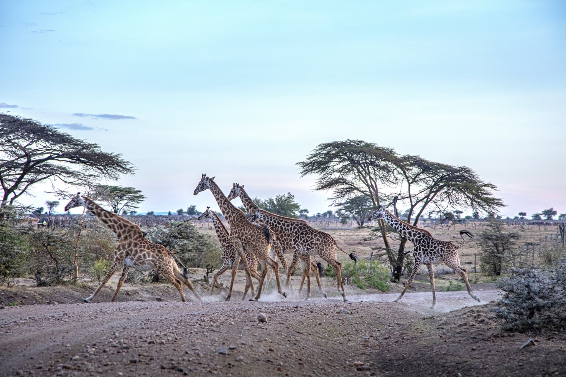 Giraffes cross a road between fenced rangelands in the Mara’s northern conservancies. Across many landscapes, wildlife now moves through spaces shaped by people, highlighting the ongoing challenge of balancing conservation and human land use. Photo © Georgina Goodwin