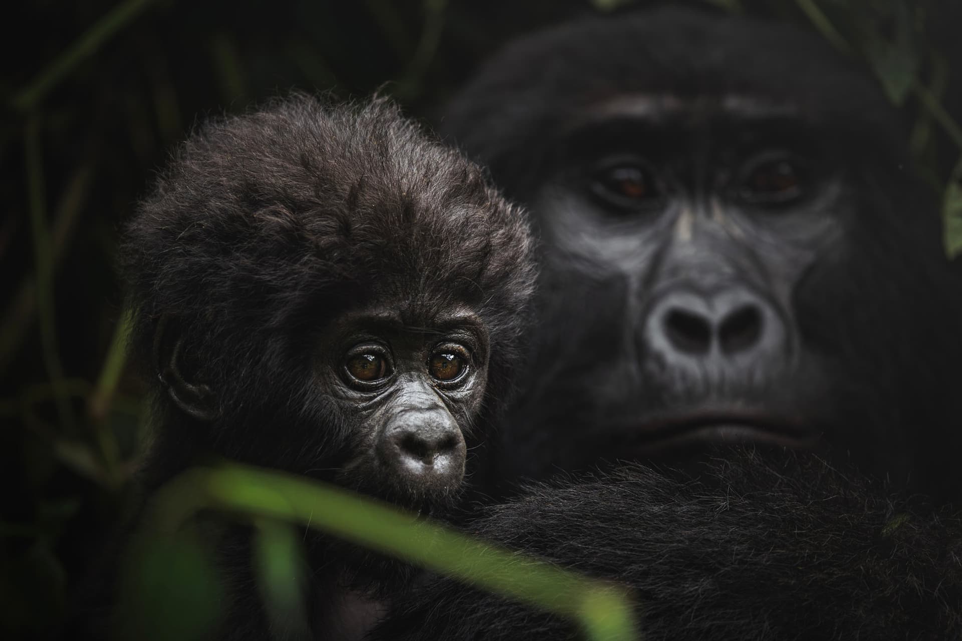 Mountain Gorilla Trekking in Bwindi Impenetrable Forest: An Adventure of a Lifetime