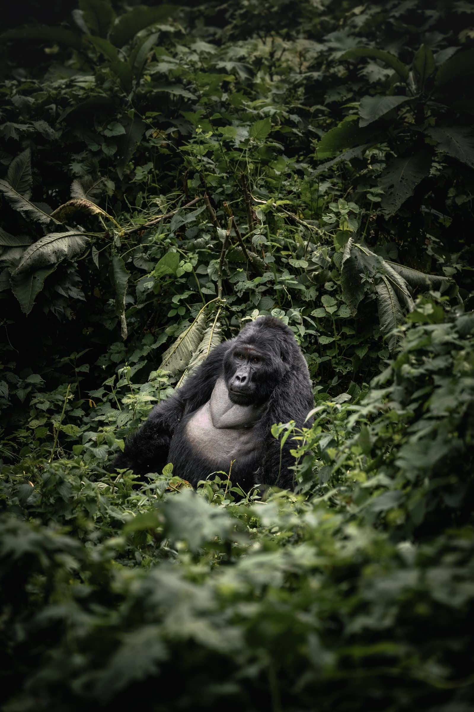 adult Silverback in Bwindi Impenetrable Forest