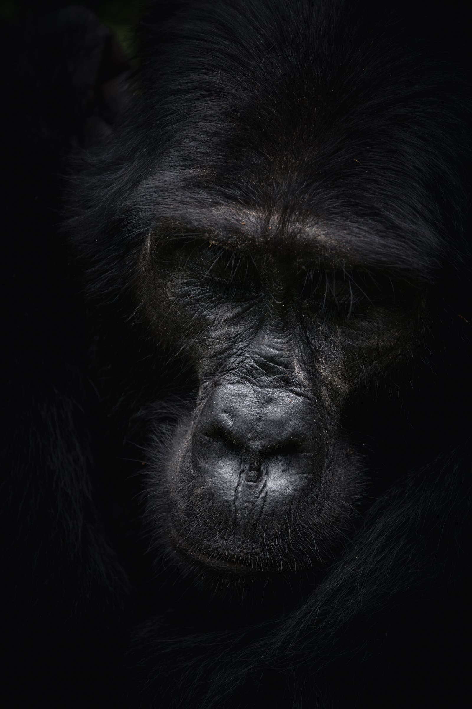 portrait of a mountain gorilla